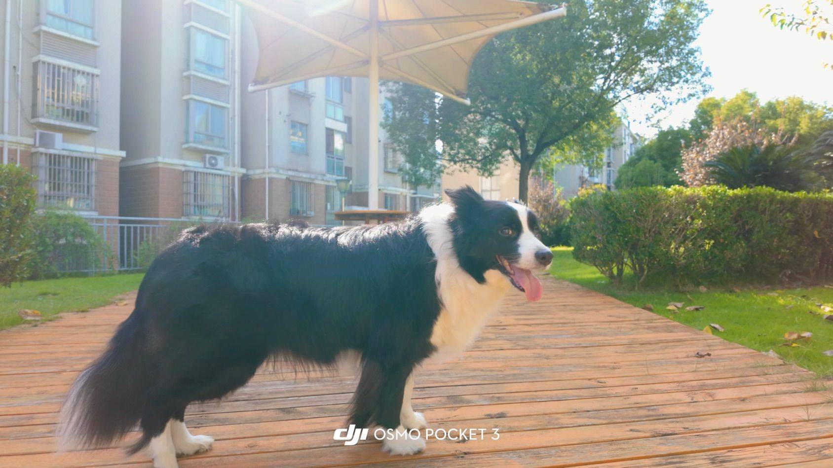 边宝是最可爱的狗吗_2