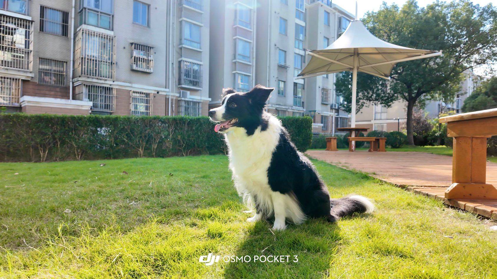 边宝是最可爱的狗吗_1