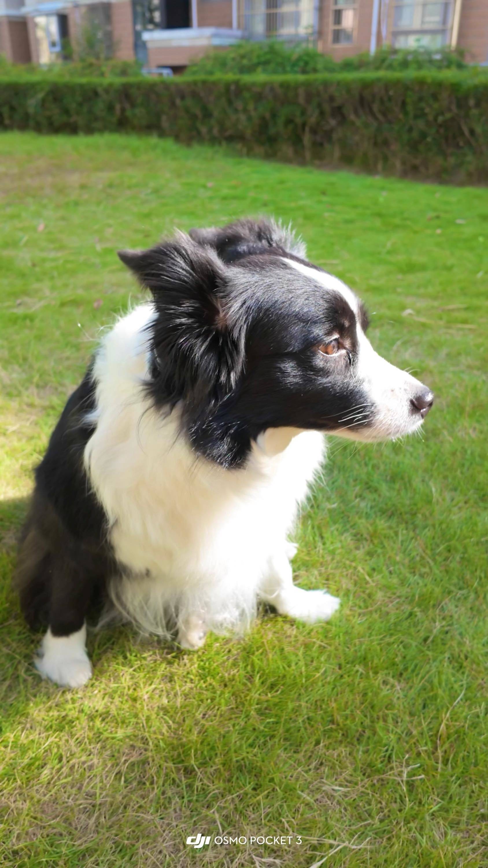 边宝是最可爱的狗吗