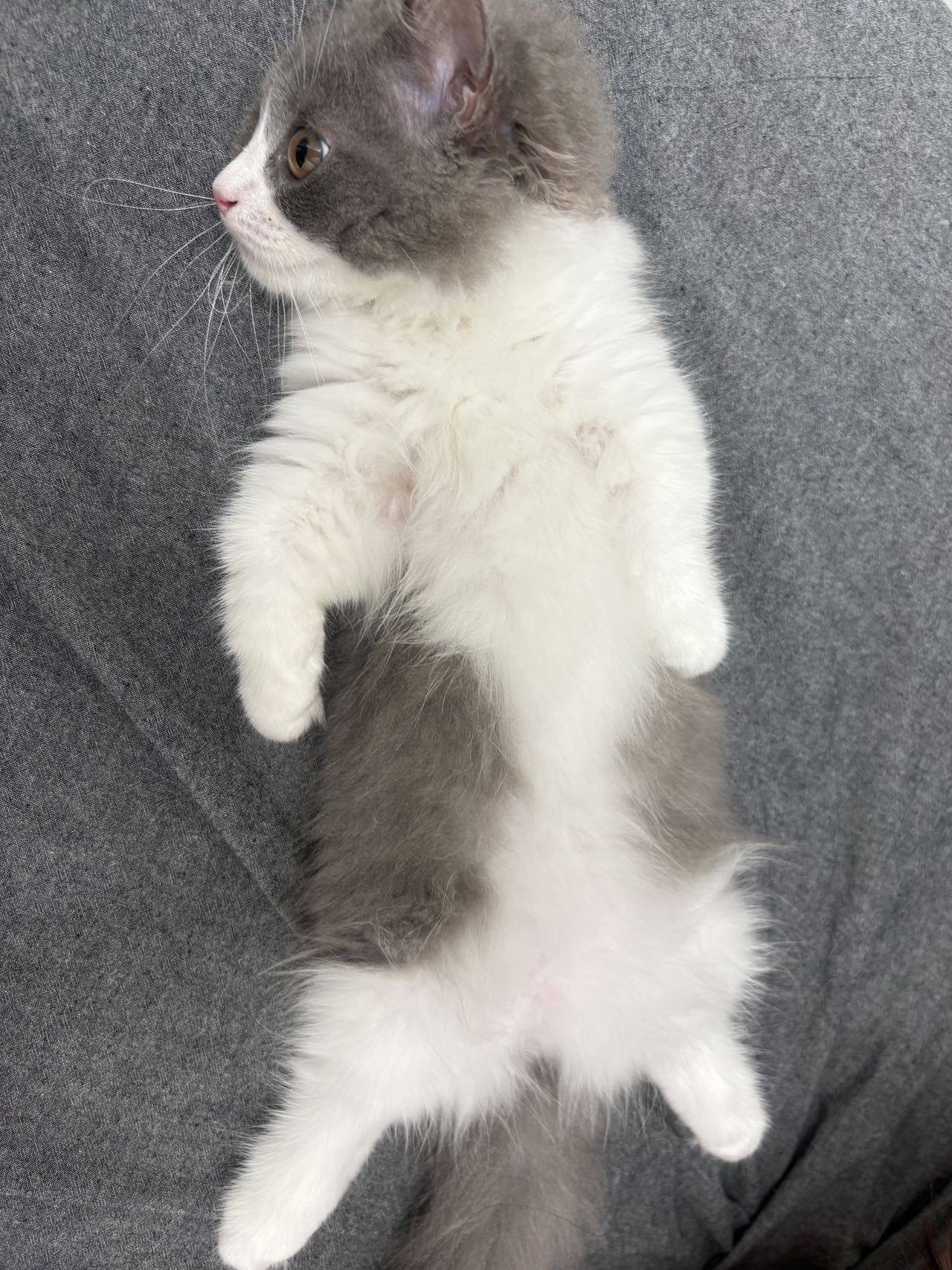 蓝白猫找领养_1