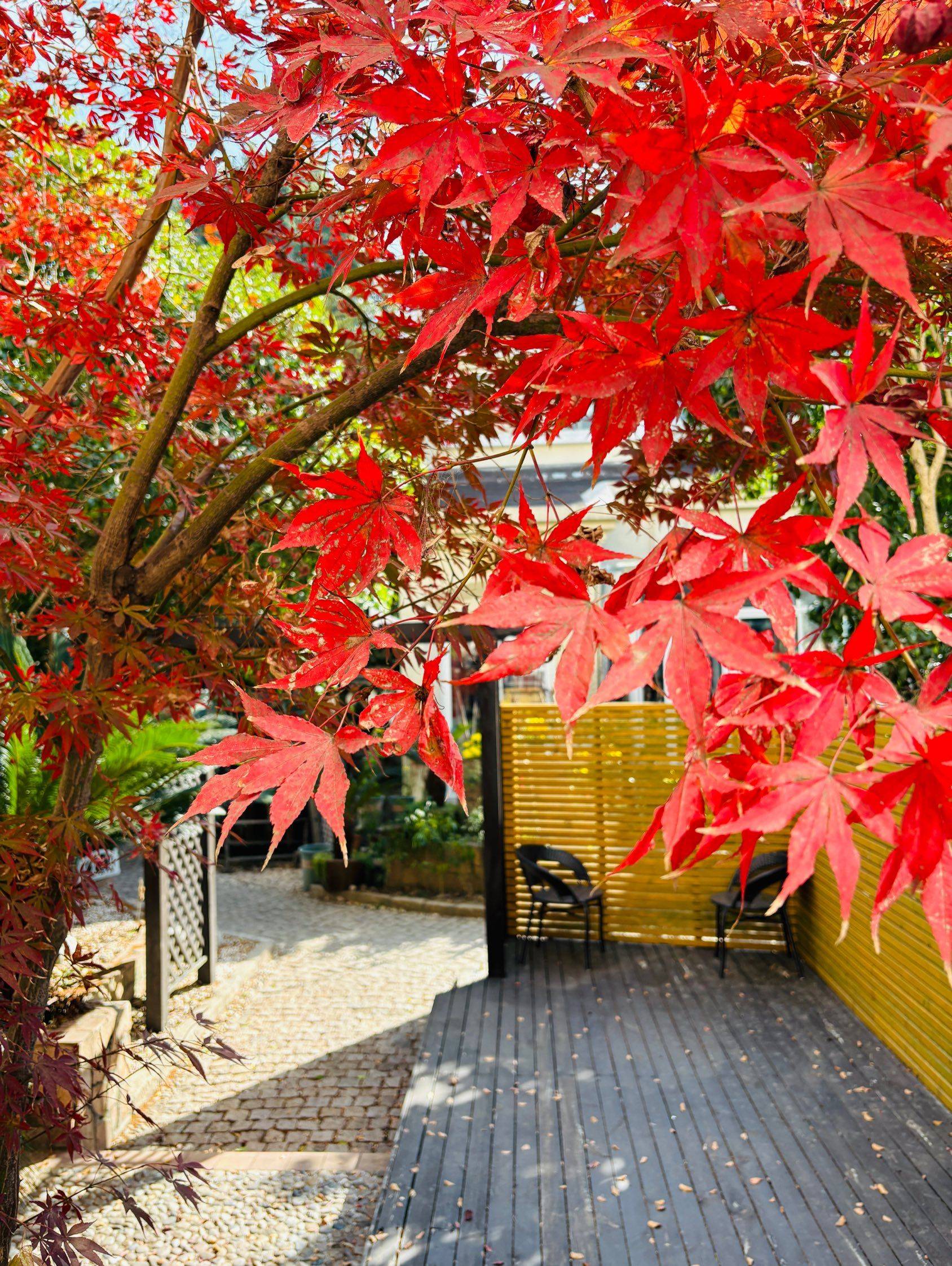 小院的枫叶🍁又红了