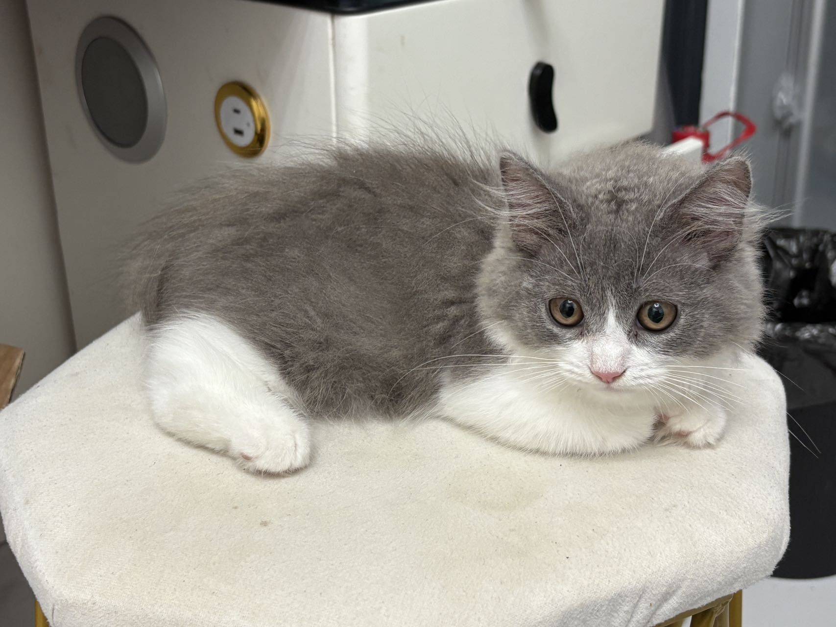 蓝白猫找领养_2