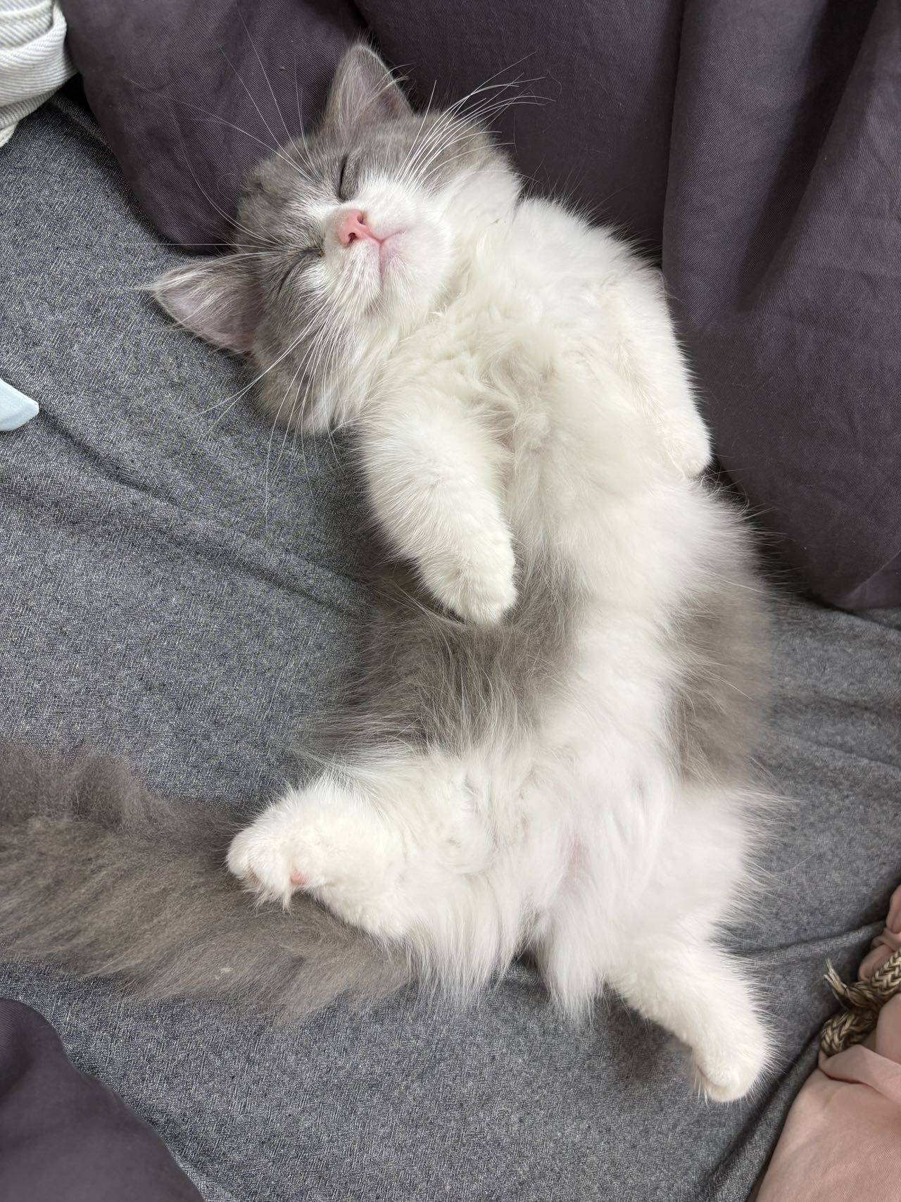 蓝白猫找领养_3