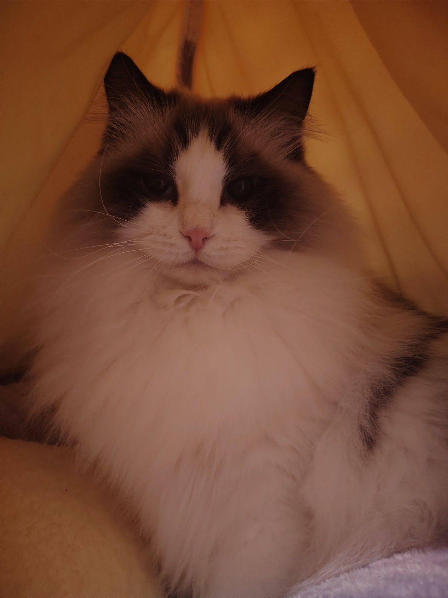  猫咪  宅家日常  毛茸茸  