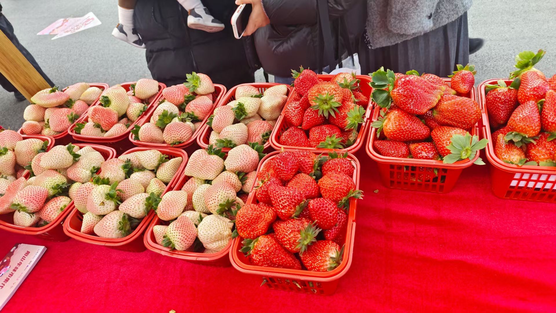 没招了，租房吃免费草莓😭 甜蜜滋味 