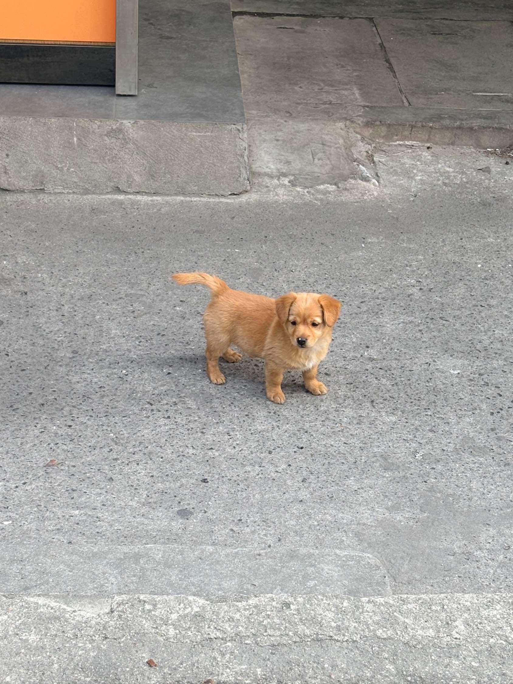 小狗和小小狗的会晤_1