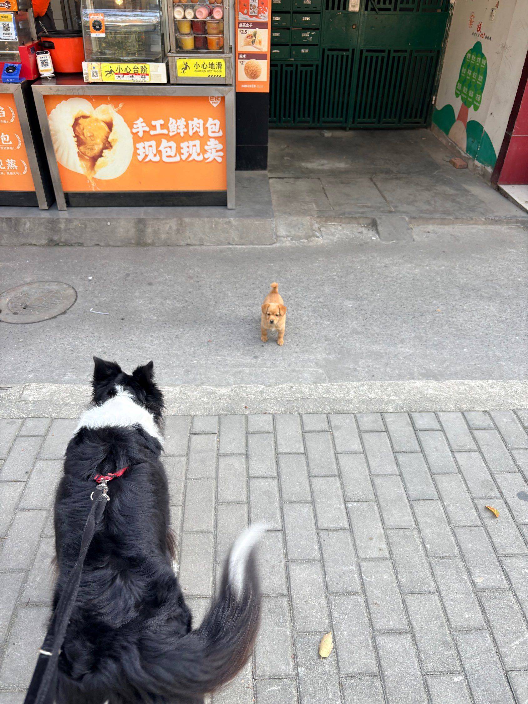 小狗和小小狗的会晤