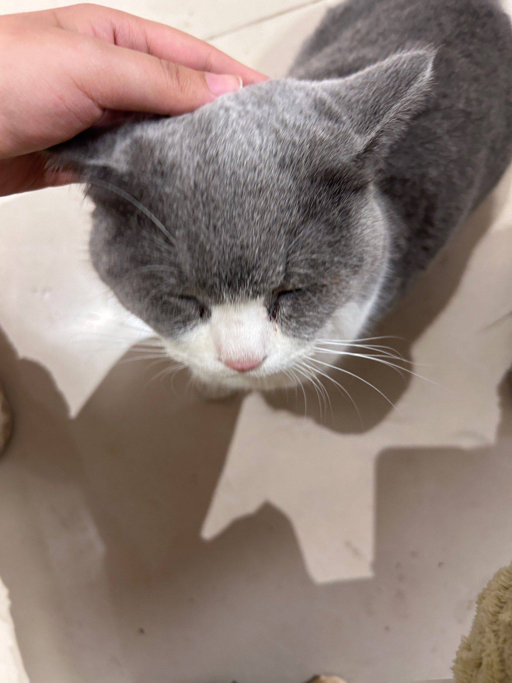 猫儿你为什么如此享受我的抚摸_1