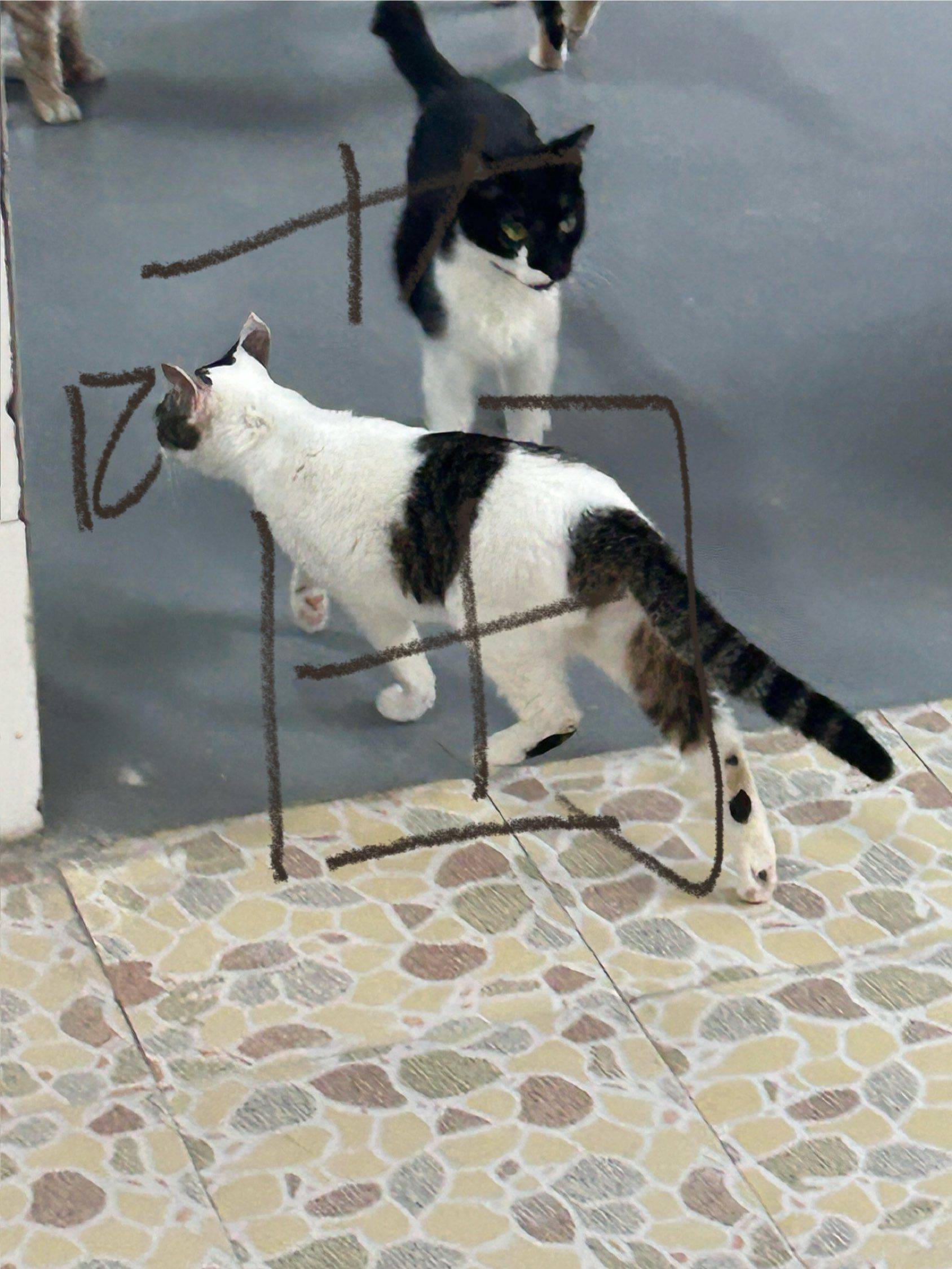 有没有信喵喵教的教友们