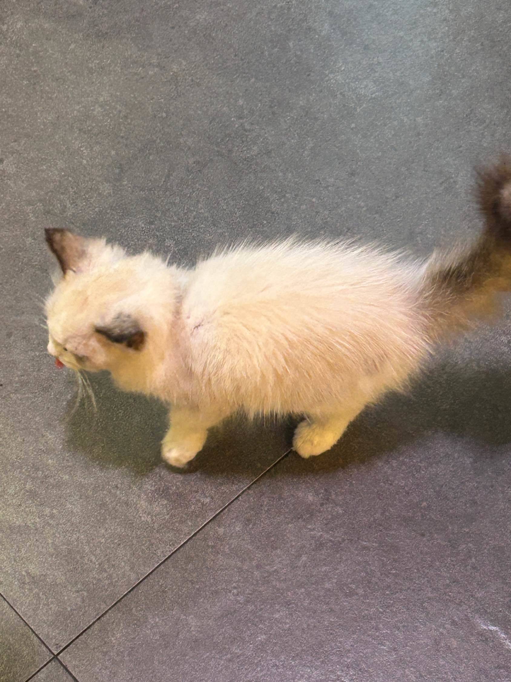 小鼻嘎or小猫咪