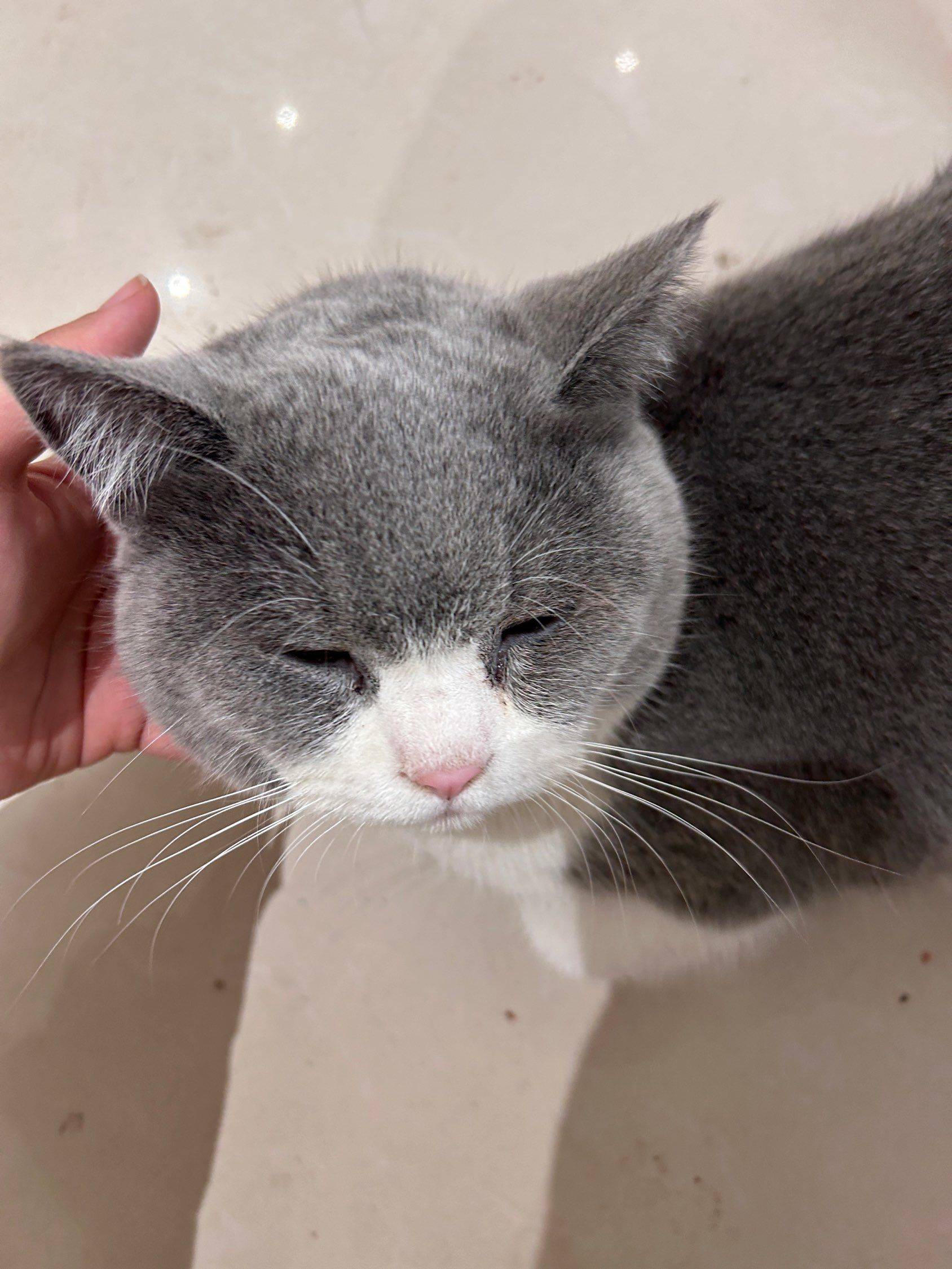 猫儿你为什么如此享受我的抚摸