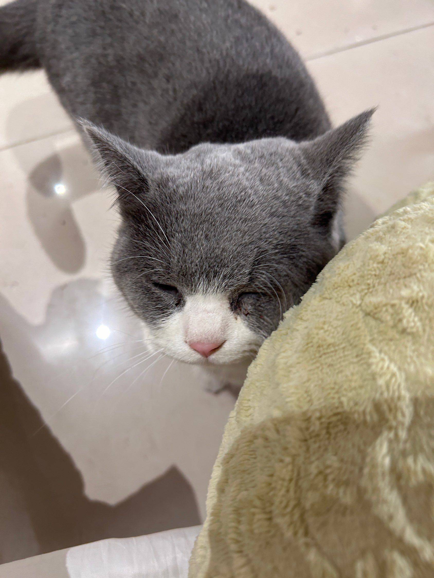 猫儿你为什么如此享受我的抚摸_2