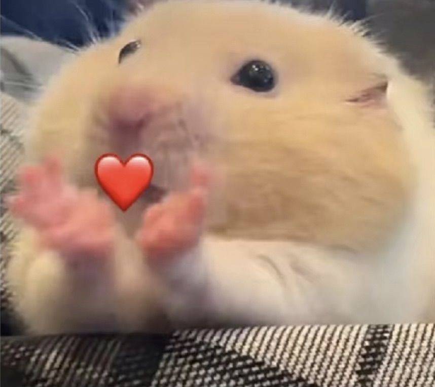 有没有要在新都5号线租房的宝啊