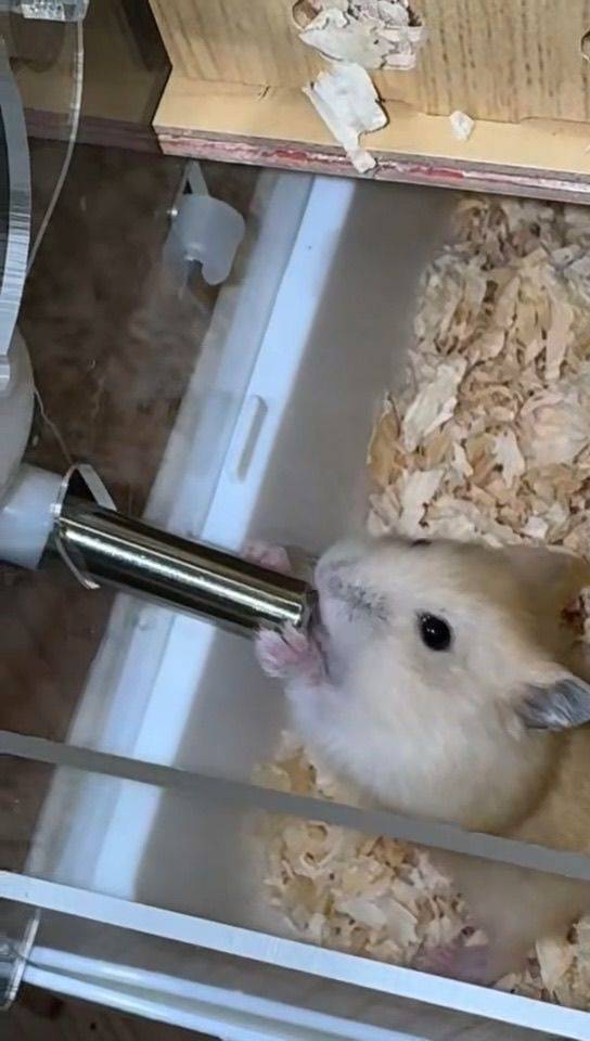 仓鼠有人想要领养吗