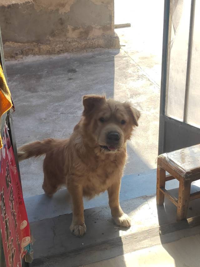 聪明小狗_1
