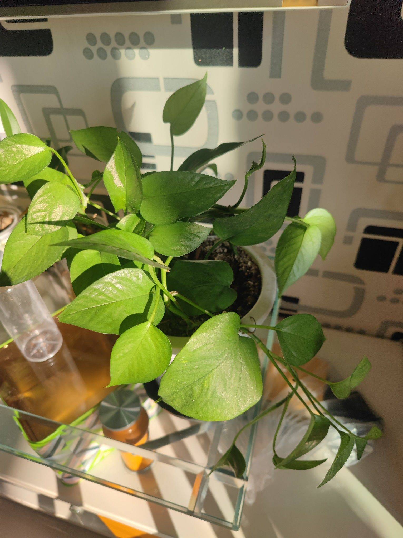 房东姐姐找租客