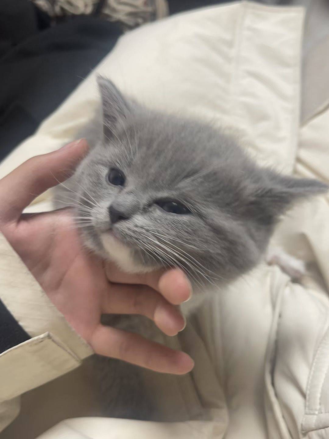 去朋友家撸猫，见证宝宝变成胖宝宝！_0