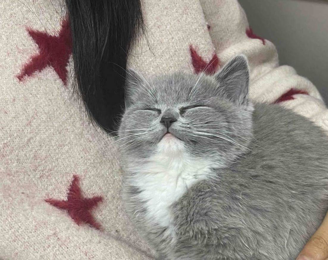 去朋友家撸猫，见证宝宝变成胖宝宝！