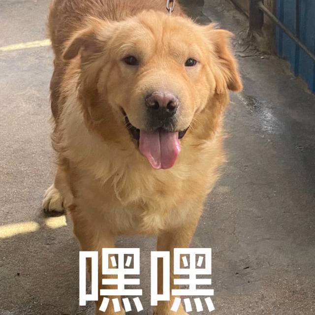 崽崽_1