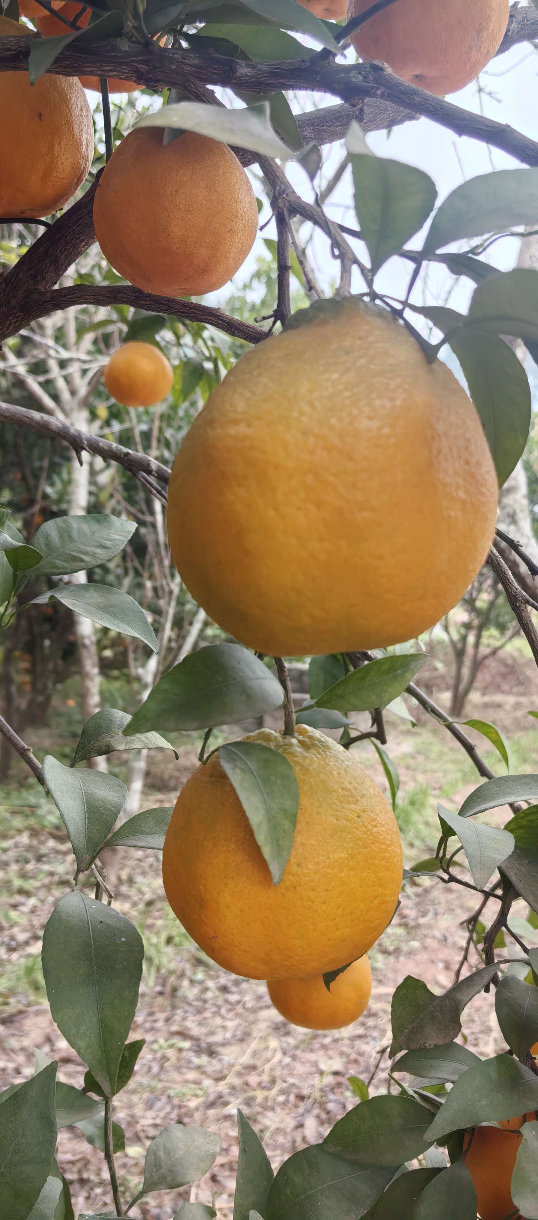  果香四溢  树上熟了 