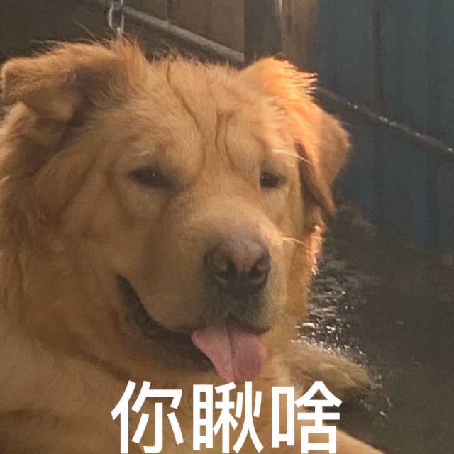 崽崽_2