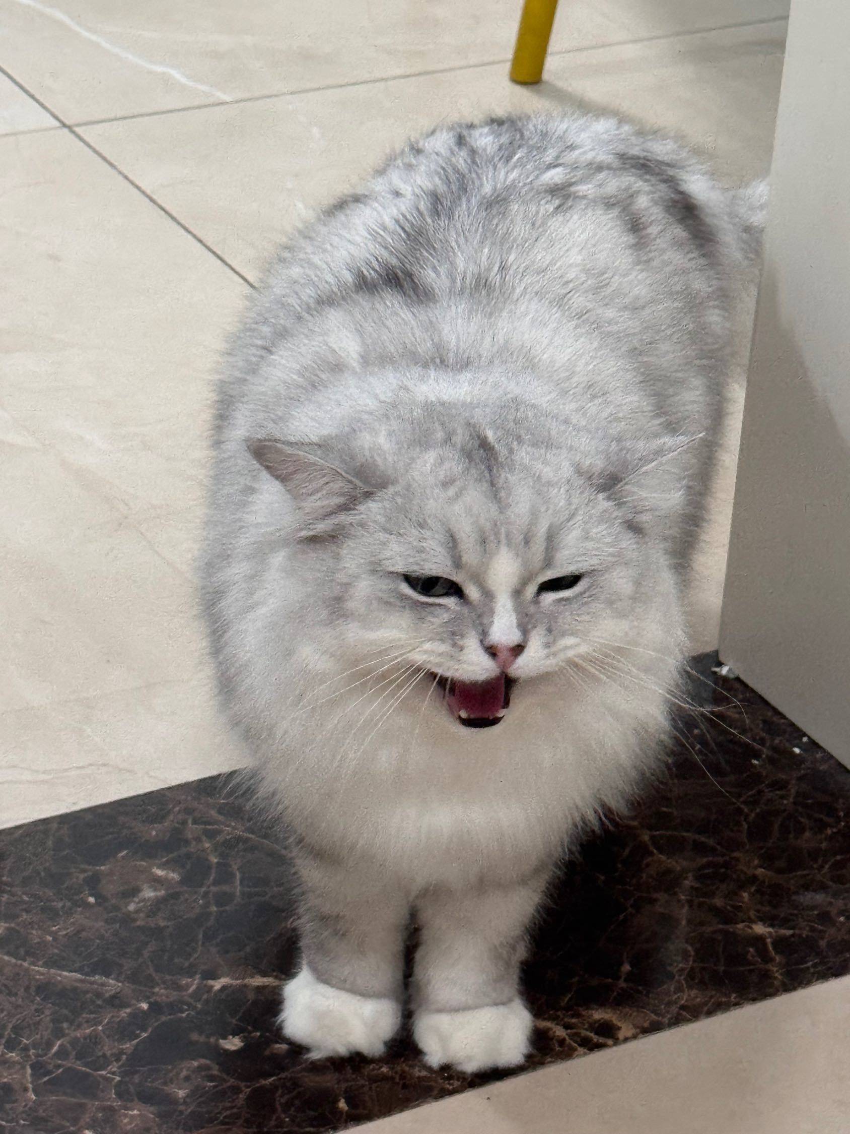 小猫营业 喵～ 宅家日常  猫咪  _1