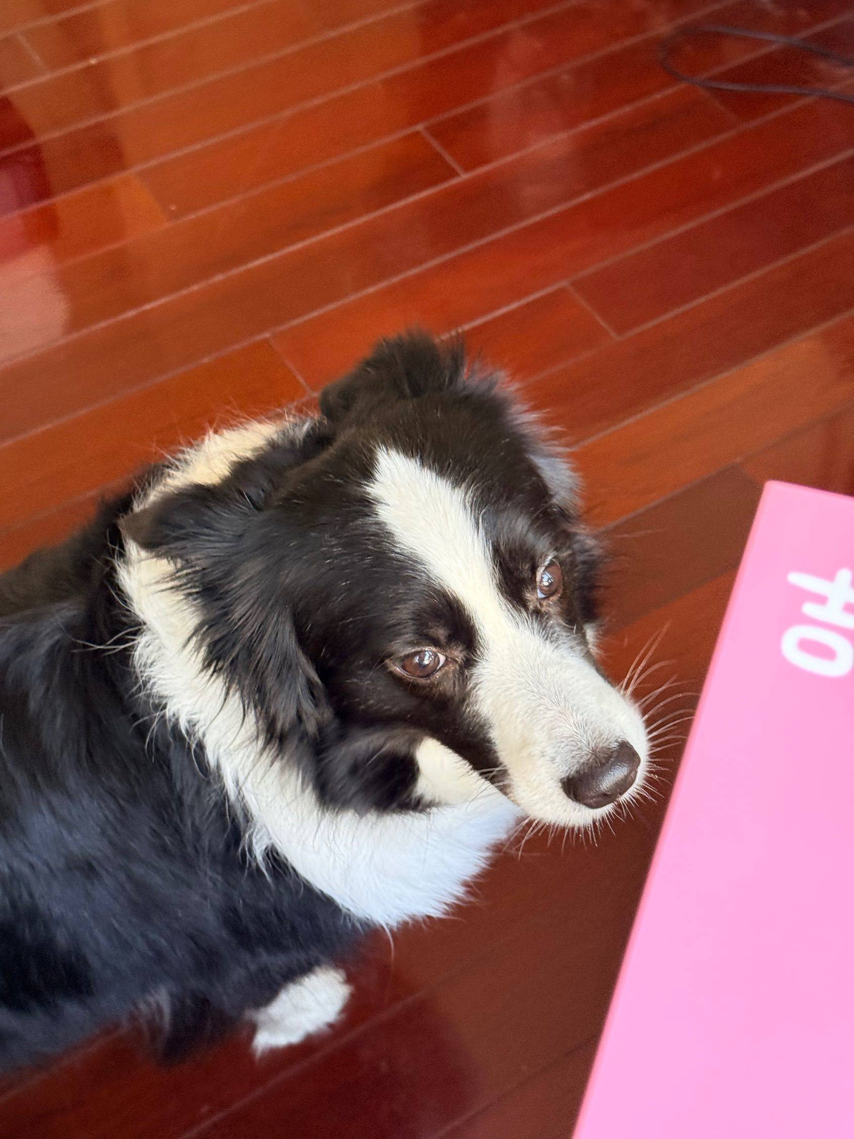 小宝你也喜欢吉伊吗_1