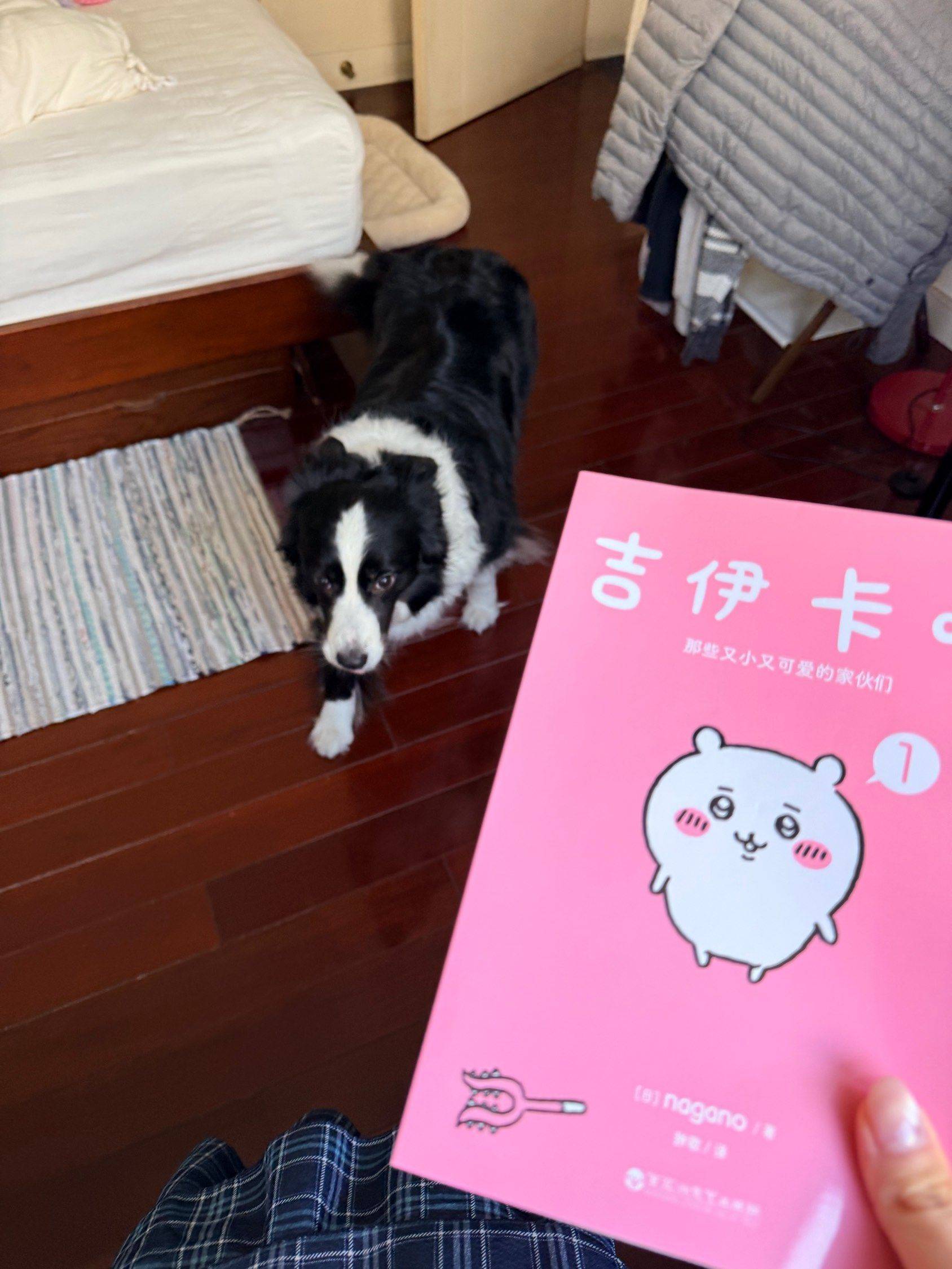 小宝你也喜欢吉伊吗