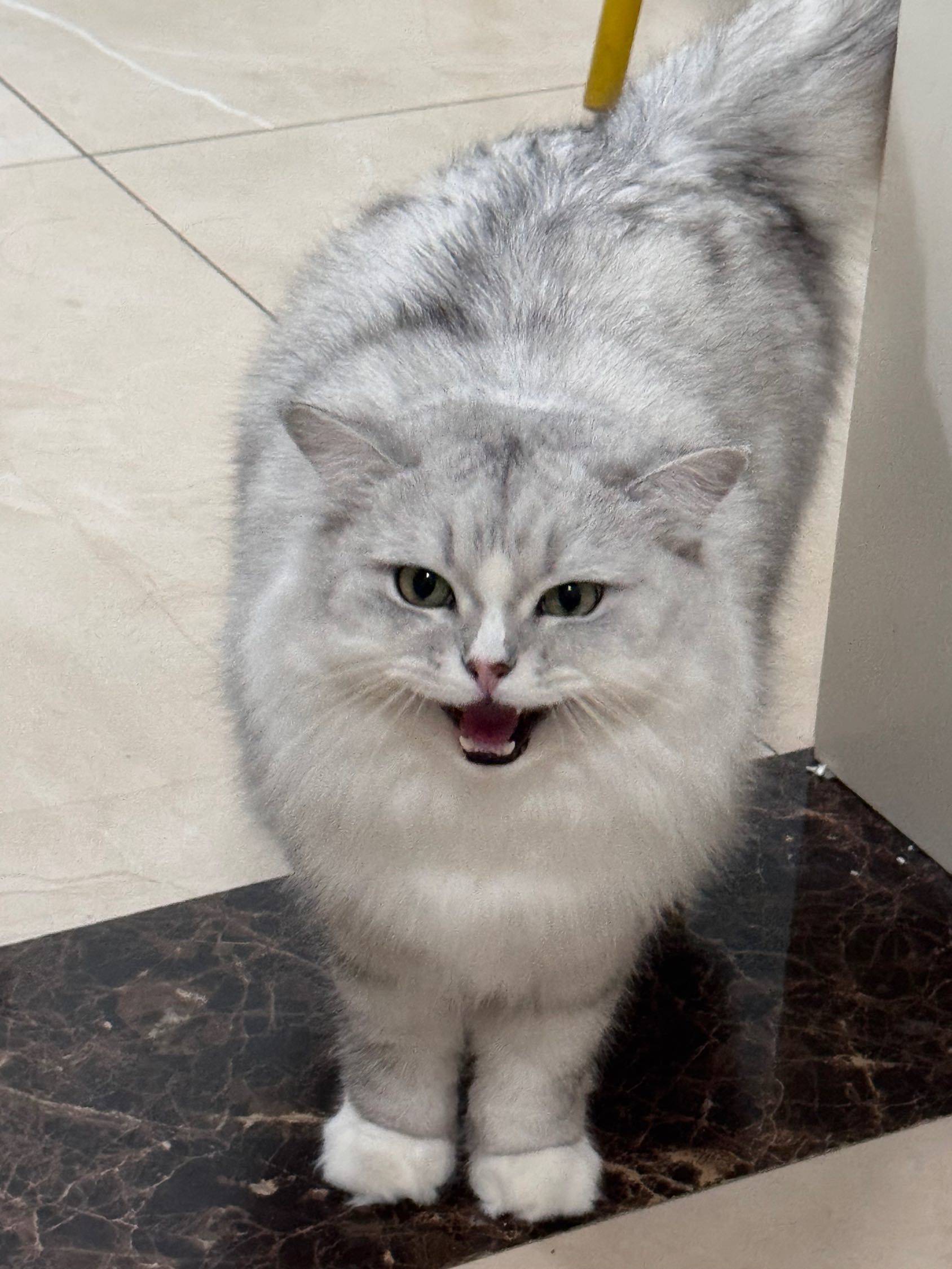 小猫营业 喵～ 宅家日常  猫咪  