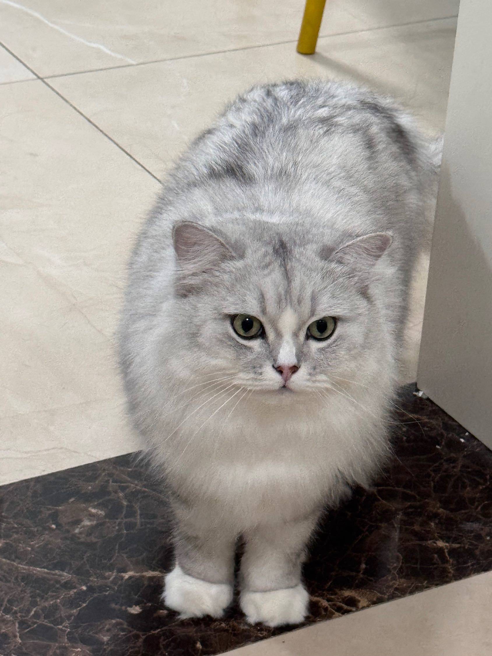 小猫营业 喵～ 宅家日常  猫咪  _2