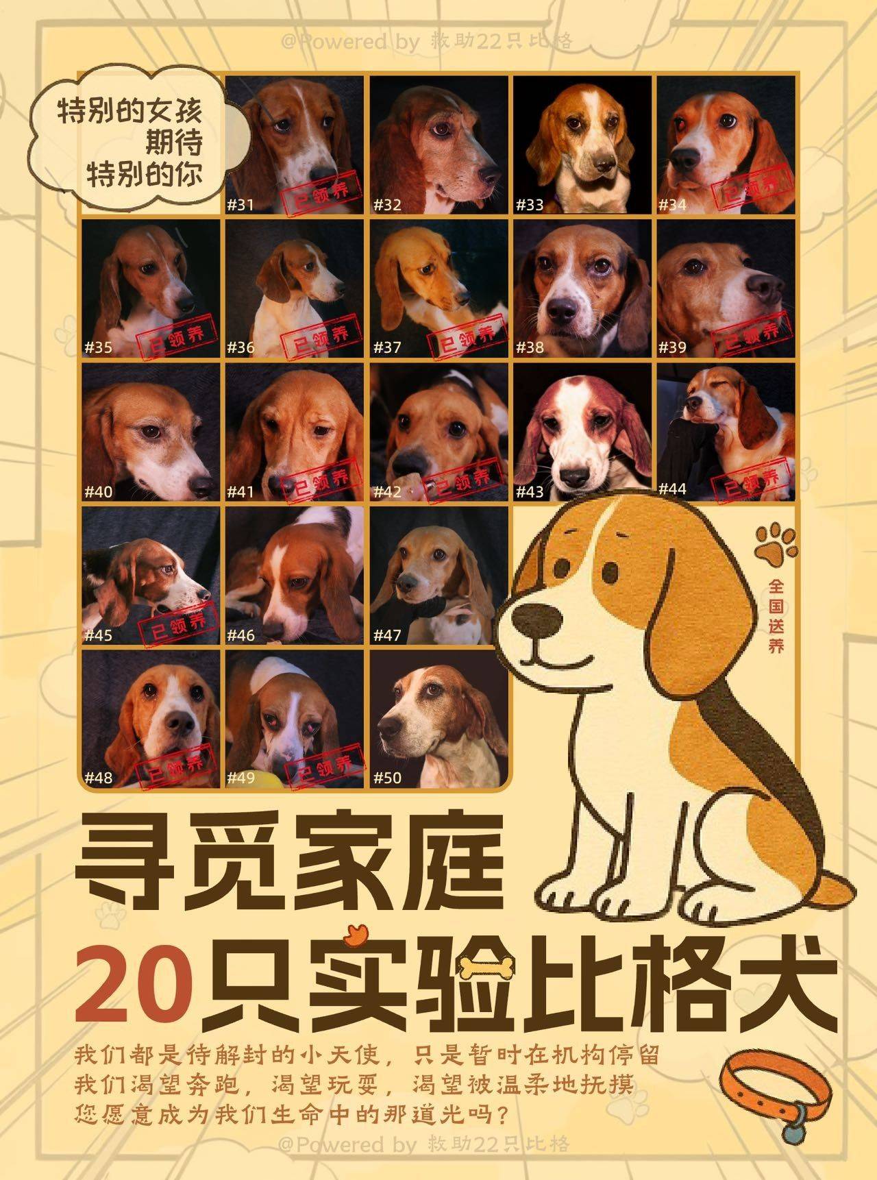 比格实验犬寻找领养