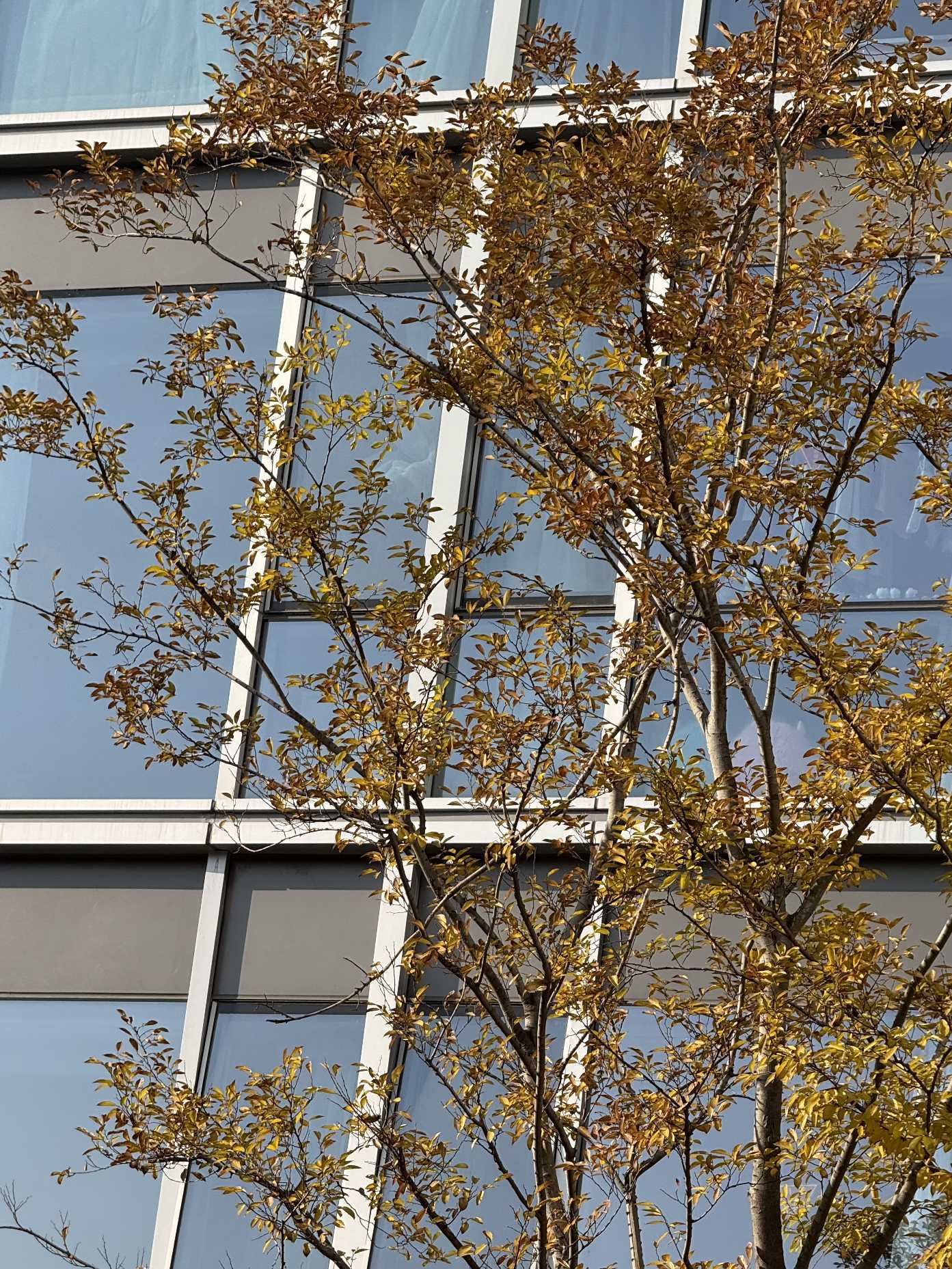 冬 城市风光  树洞  秋叶  