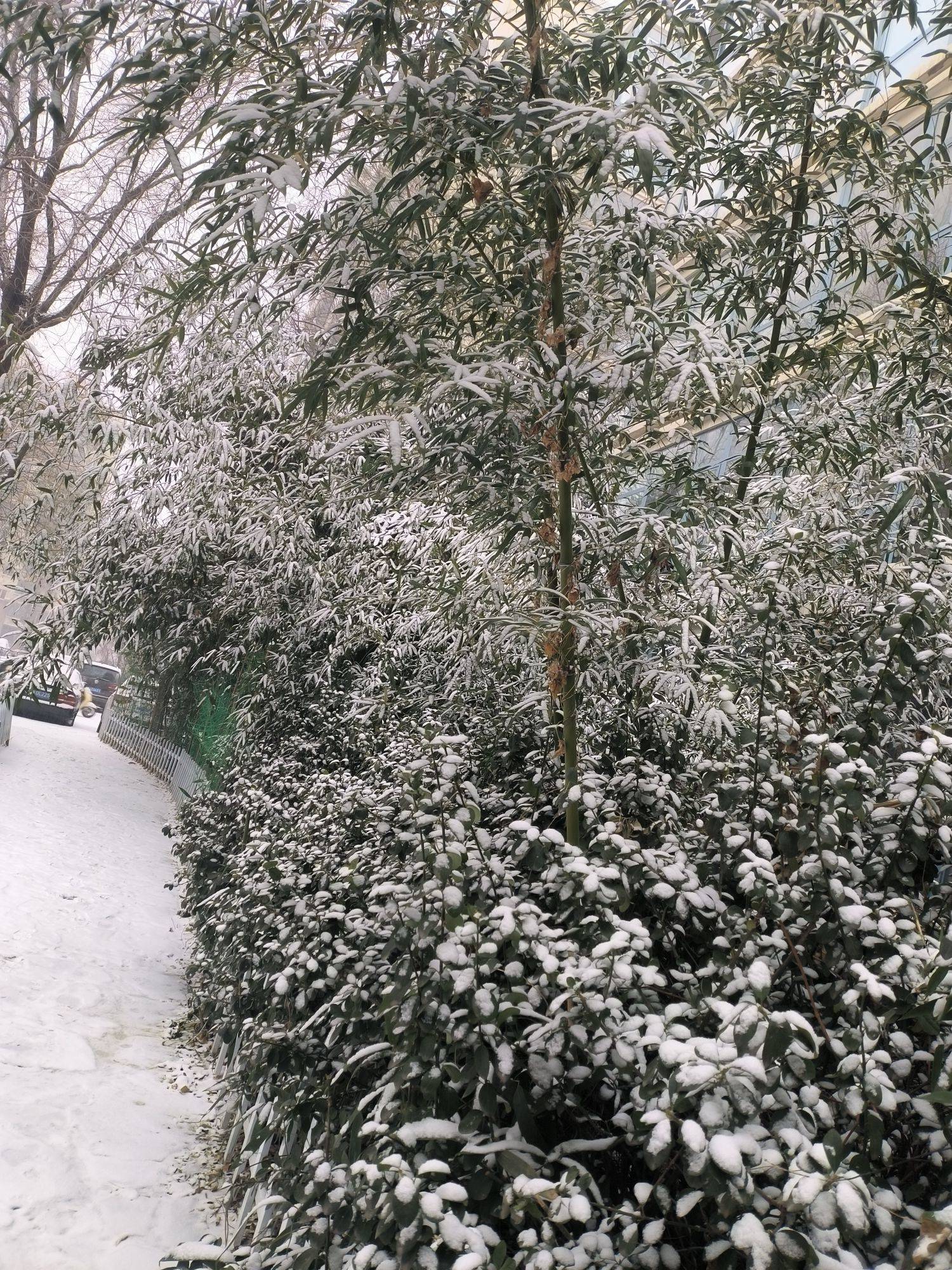 大雪至，万物藏
酿字为酒，饮雪成诗
愿世_3