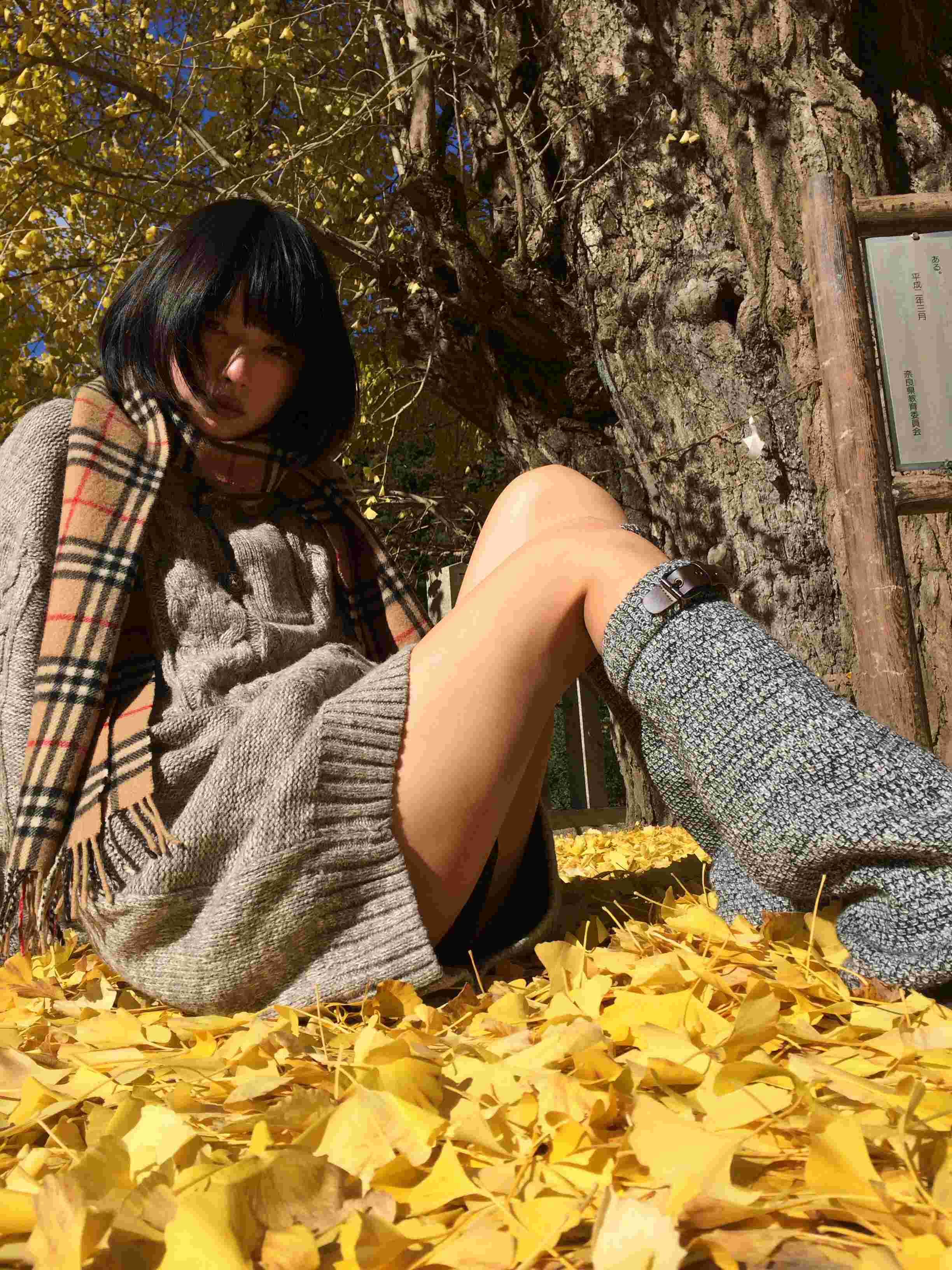 银杏美到失语_4