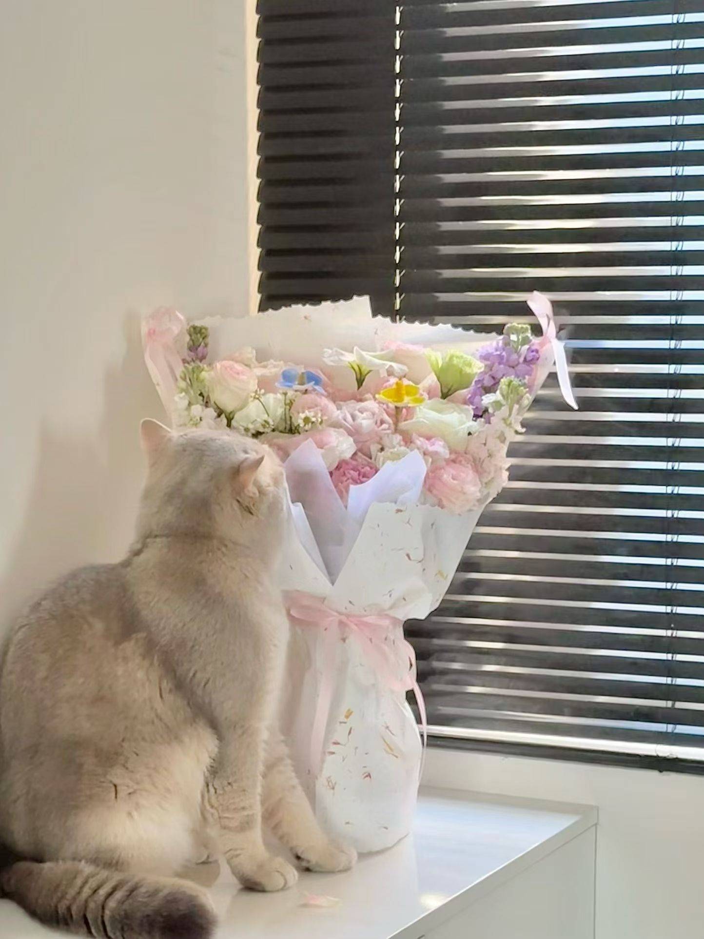  猫咪  窗边时光 