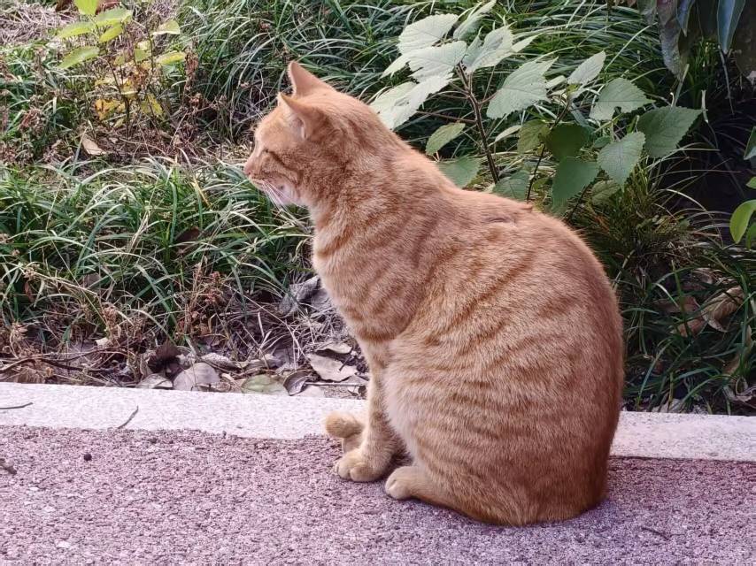 🏫猫猫_1