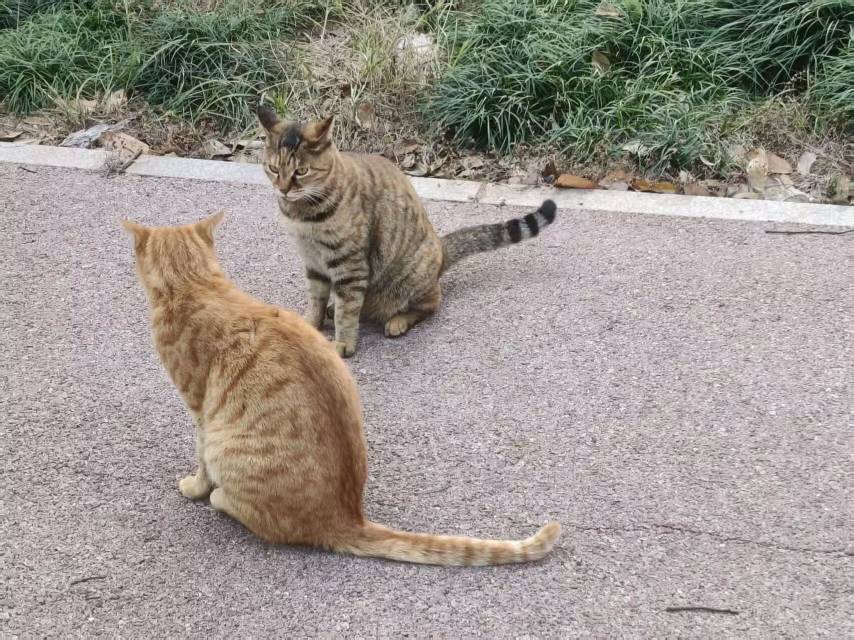 🏫猫猫