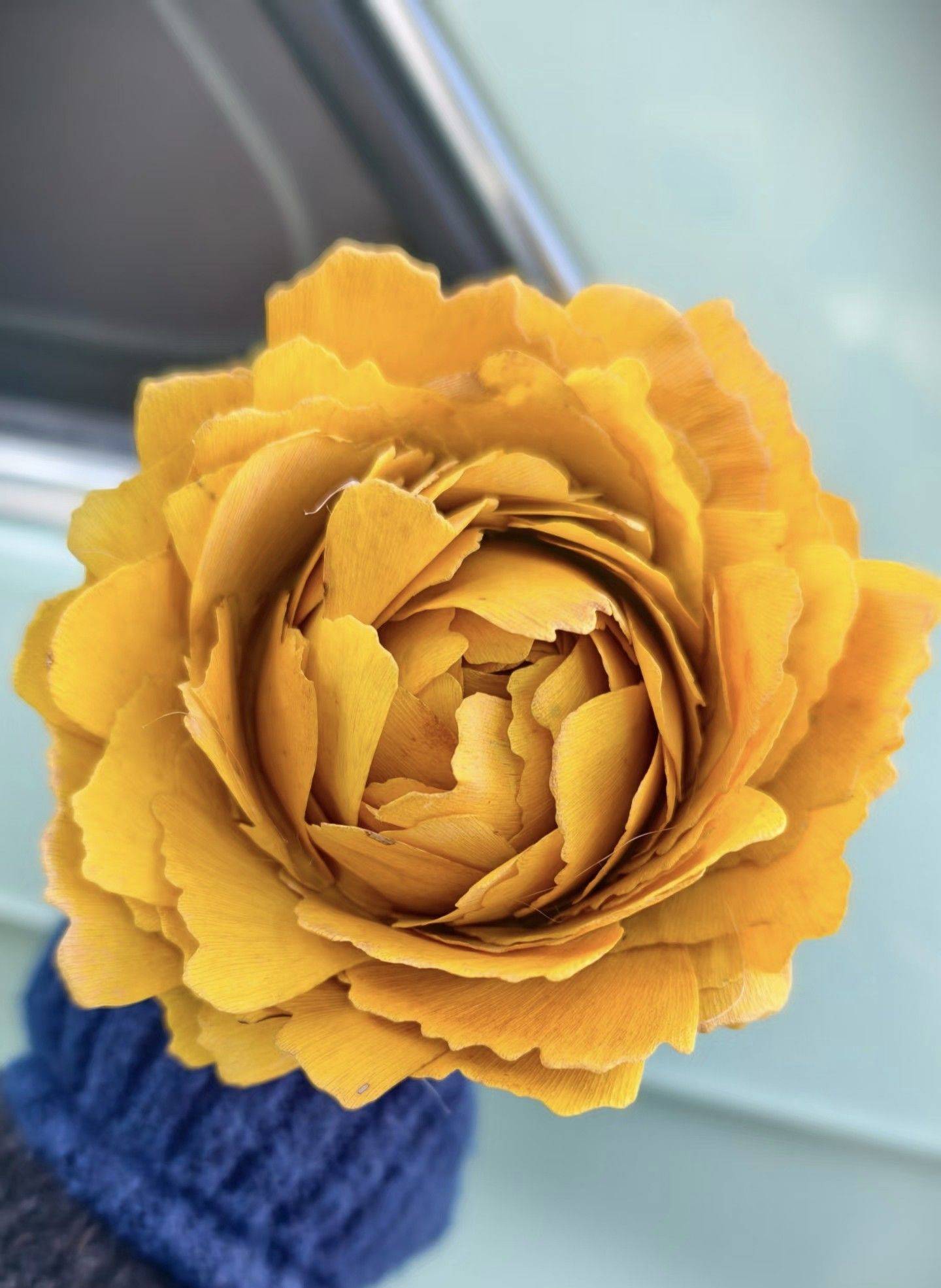 🍂在银杏叶响起的沙沙声中，与秋天撞个满怀