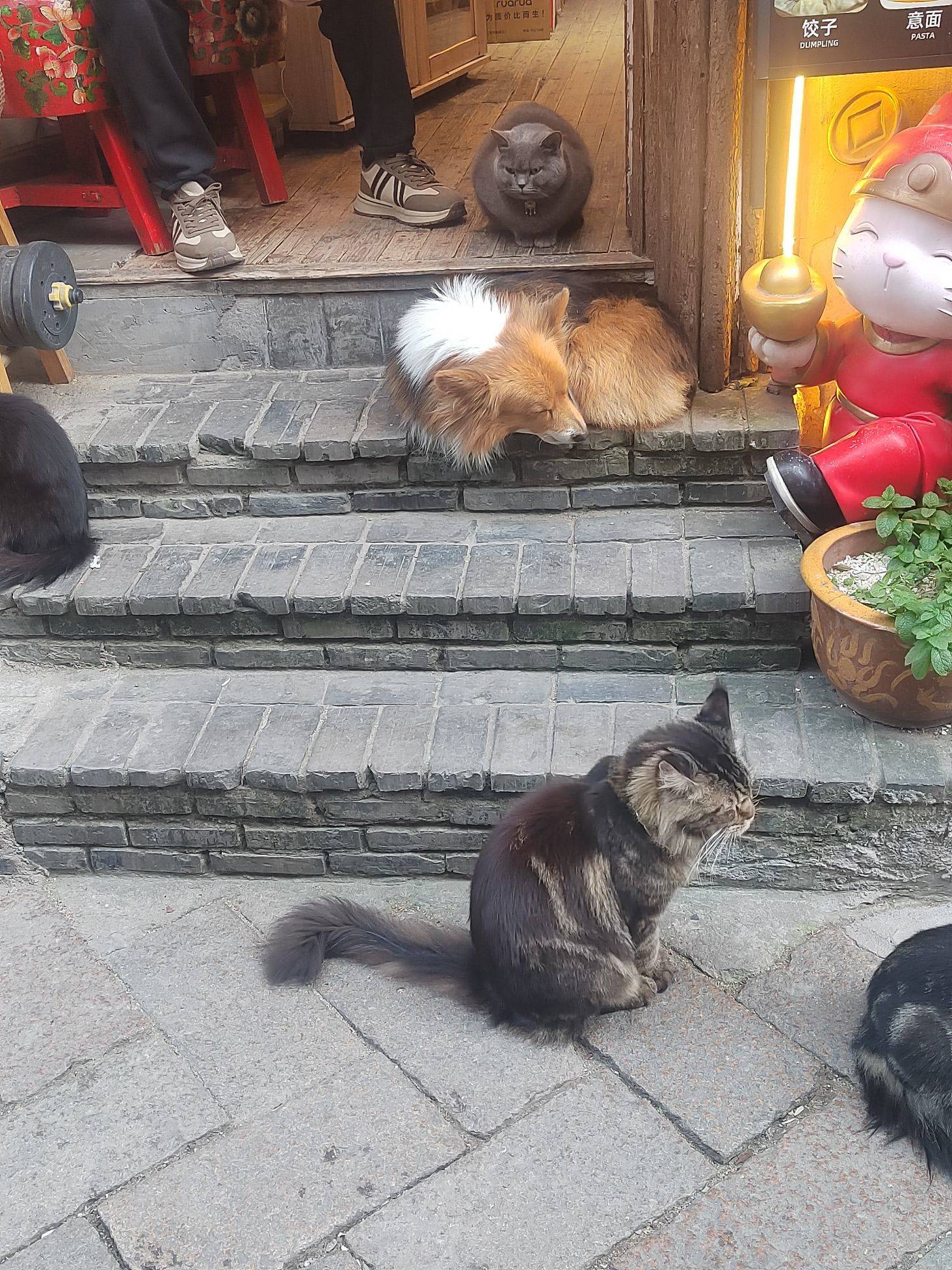 猫猫和狗狗都好好看呦，特别是猫猫在喝有鱼_4