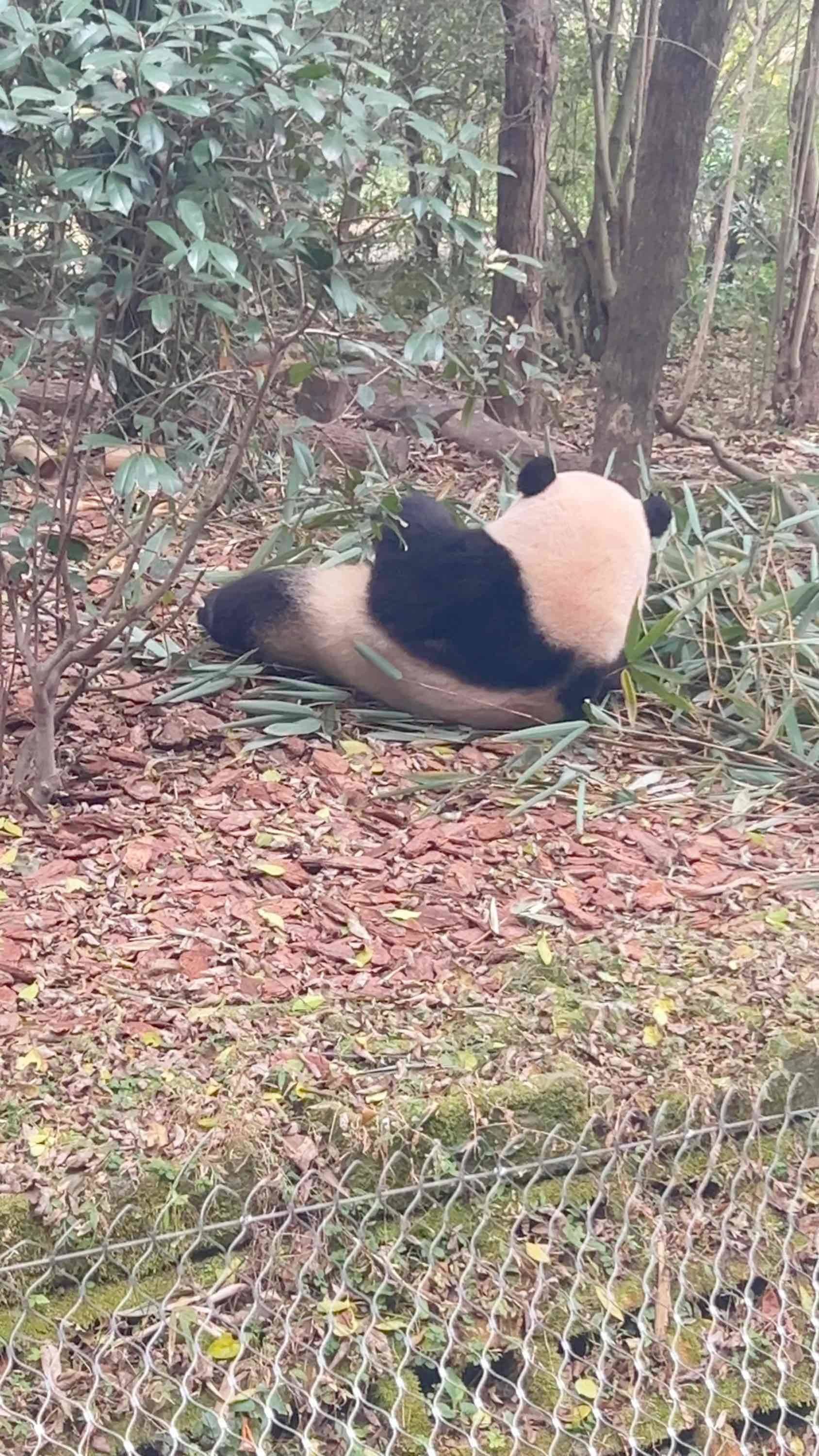 成都熊猫基地网红花花