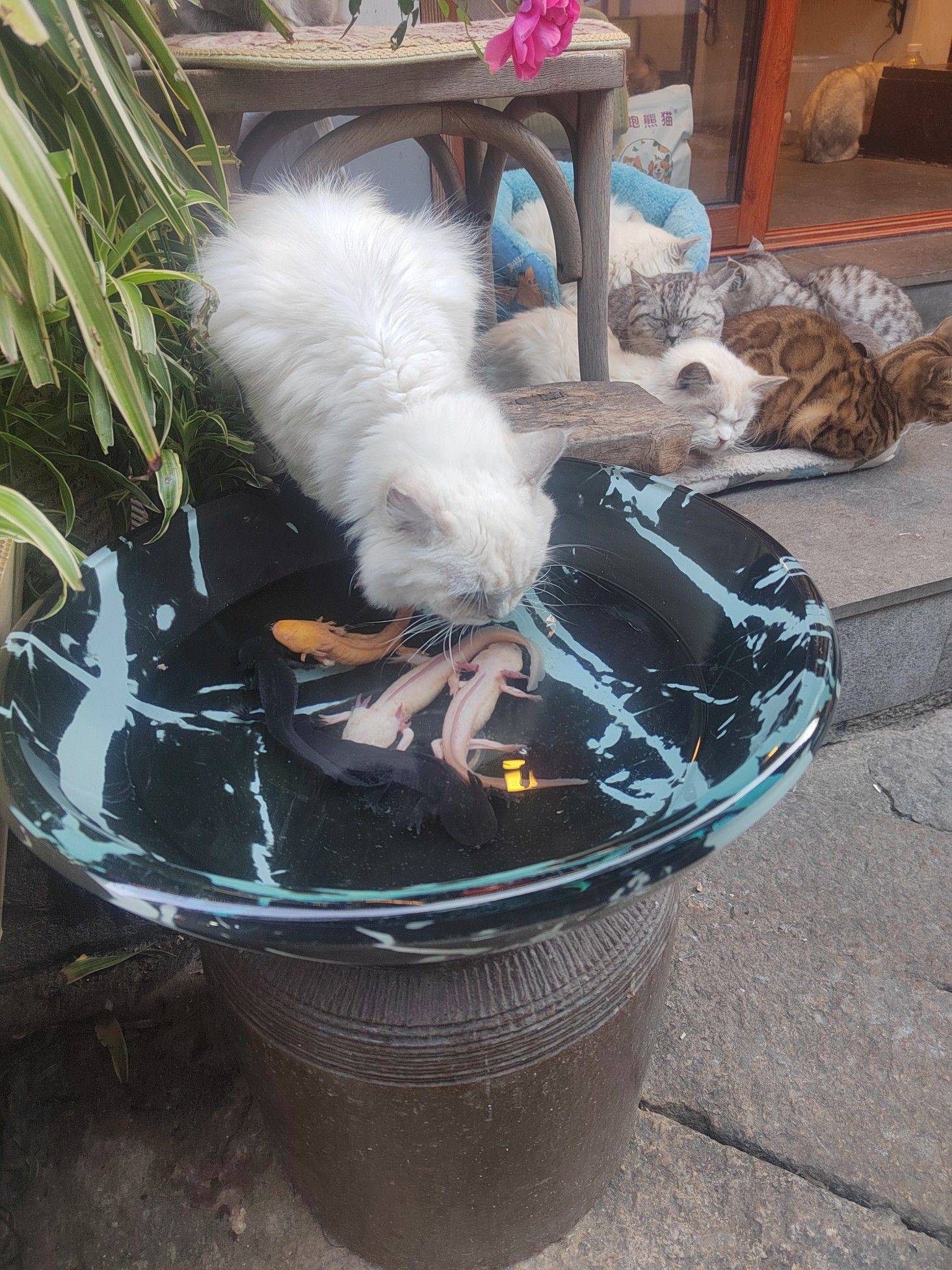 猫猫和狗狗都好好看呦，特别是猫猫在喝有鱼_1