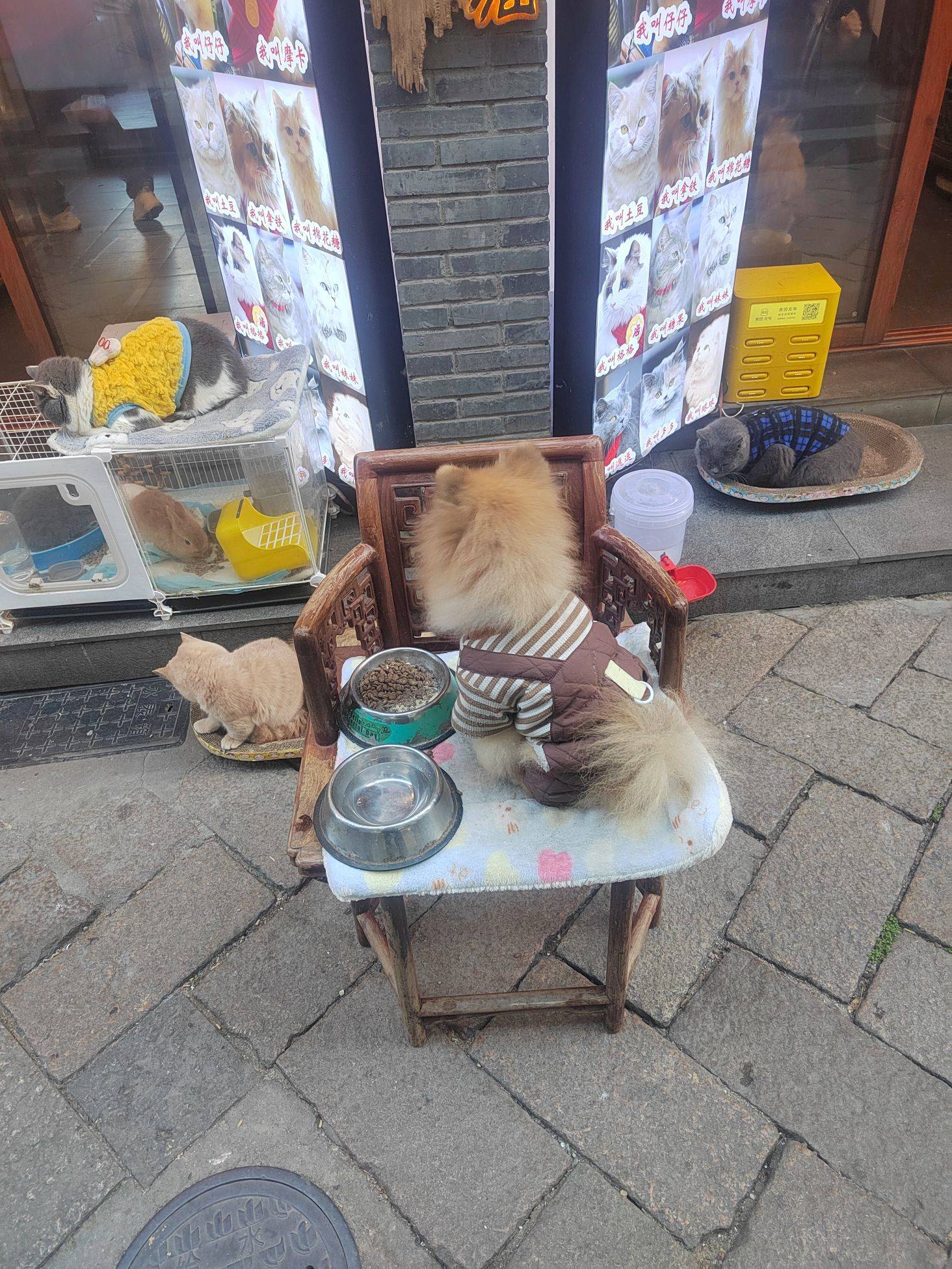 猫猫和狗狗都好好看呦，特别是猫猫在喝有鱼_3