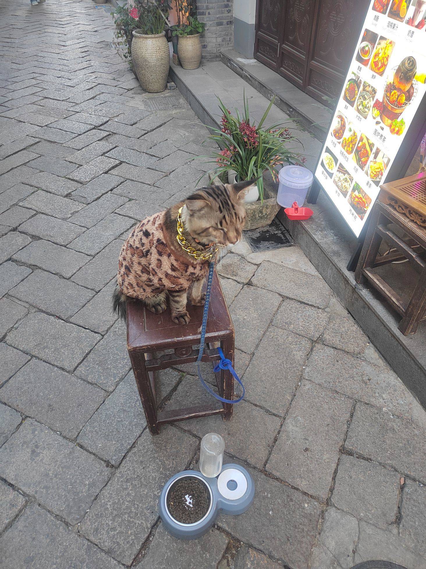 猫猫和狗狗都好好看呦，特别是猫猫在喝有鱼_2