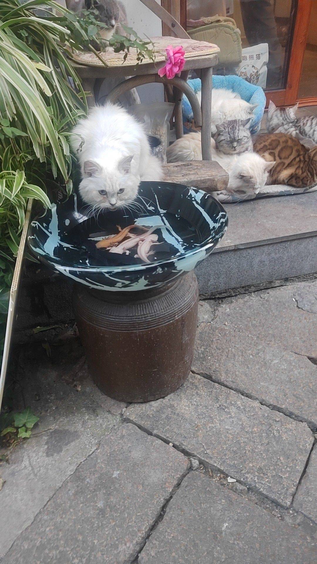 猫猫和狗狗都好好看呦，特别是猫猫在喝有鱼