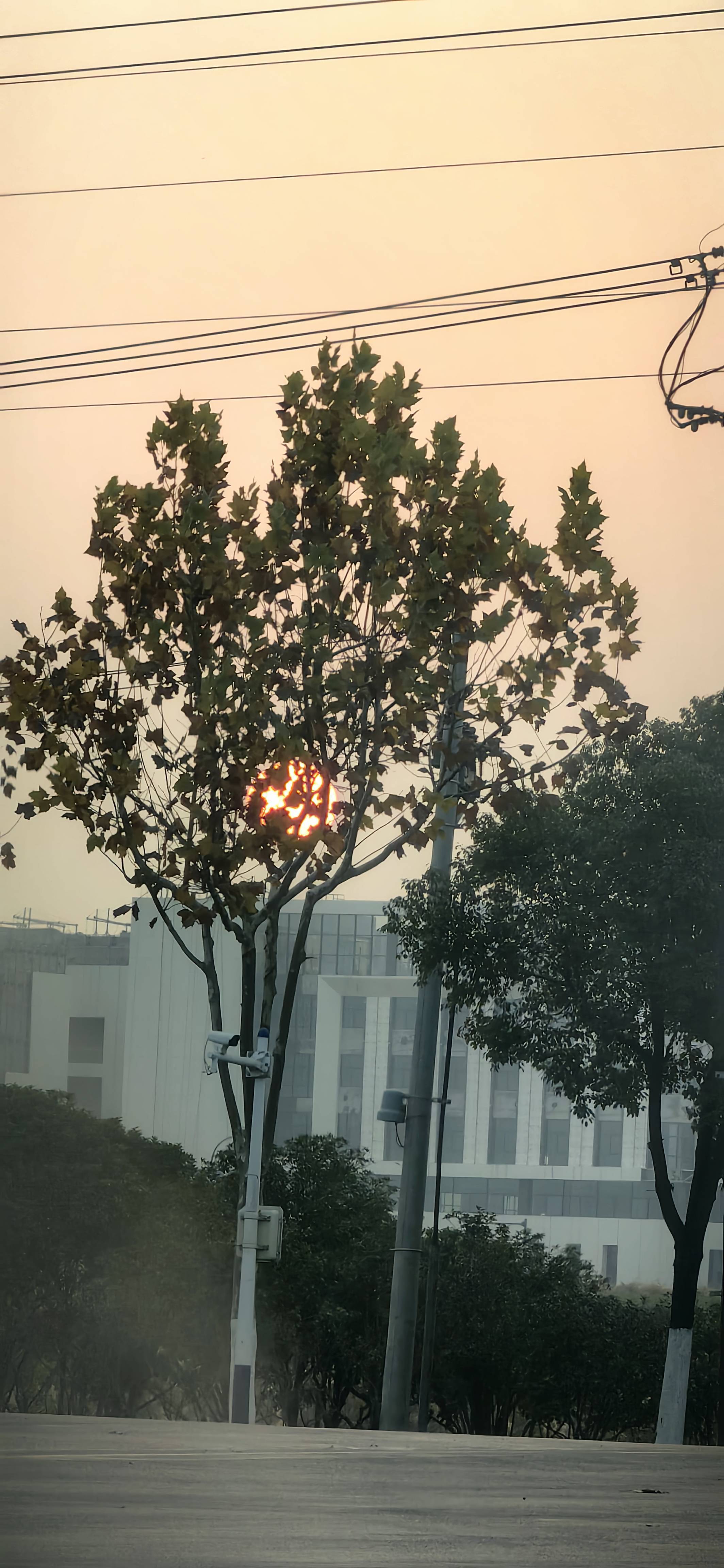 出租 树影  树洞  城市风光  