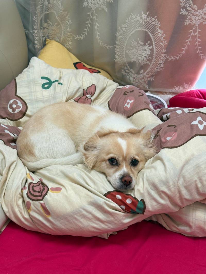 🐾 终于和我的修狗一起定居珠海啦!