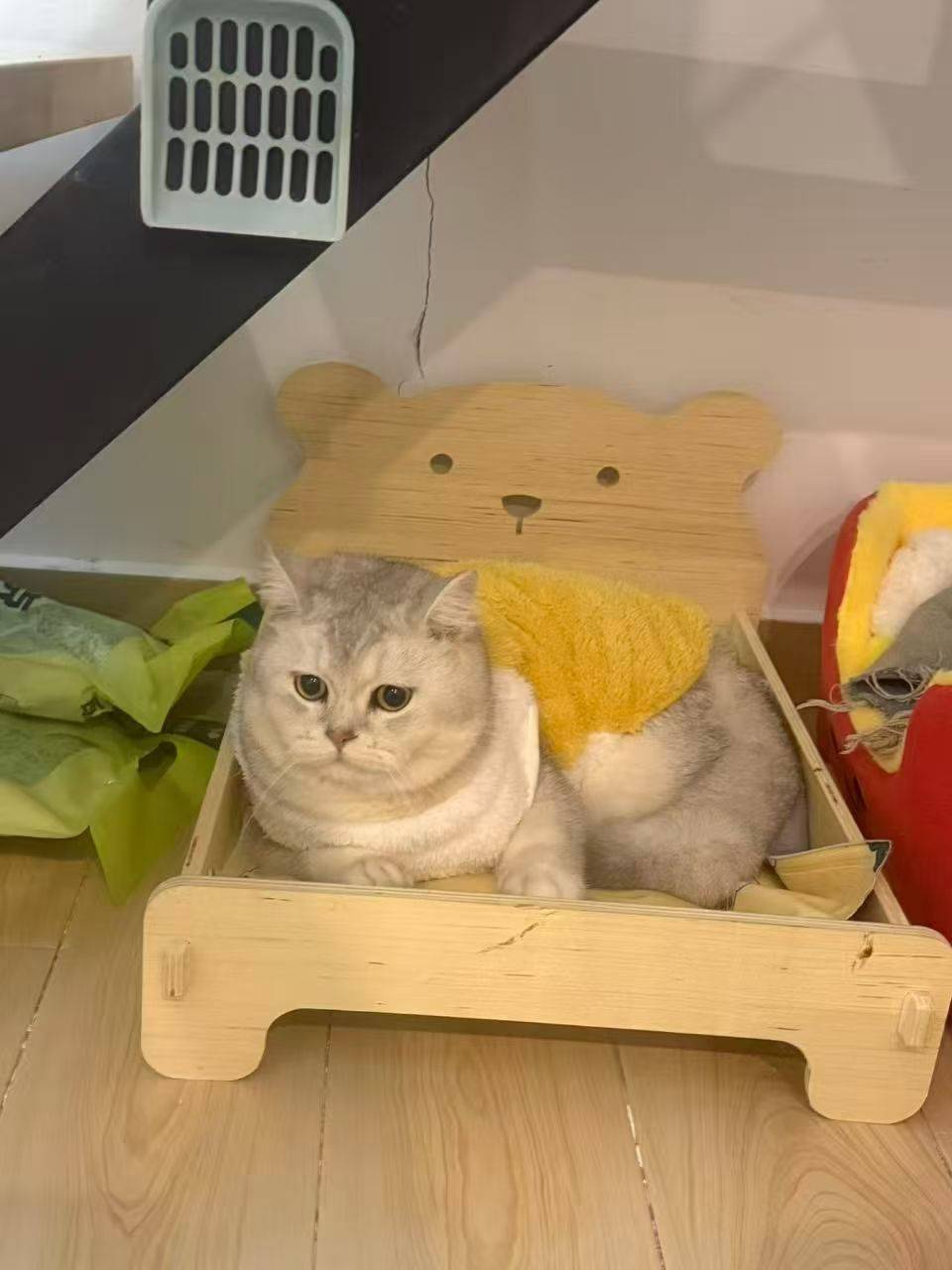 小猫也有自己的心事 宅家日常  猫咪