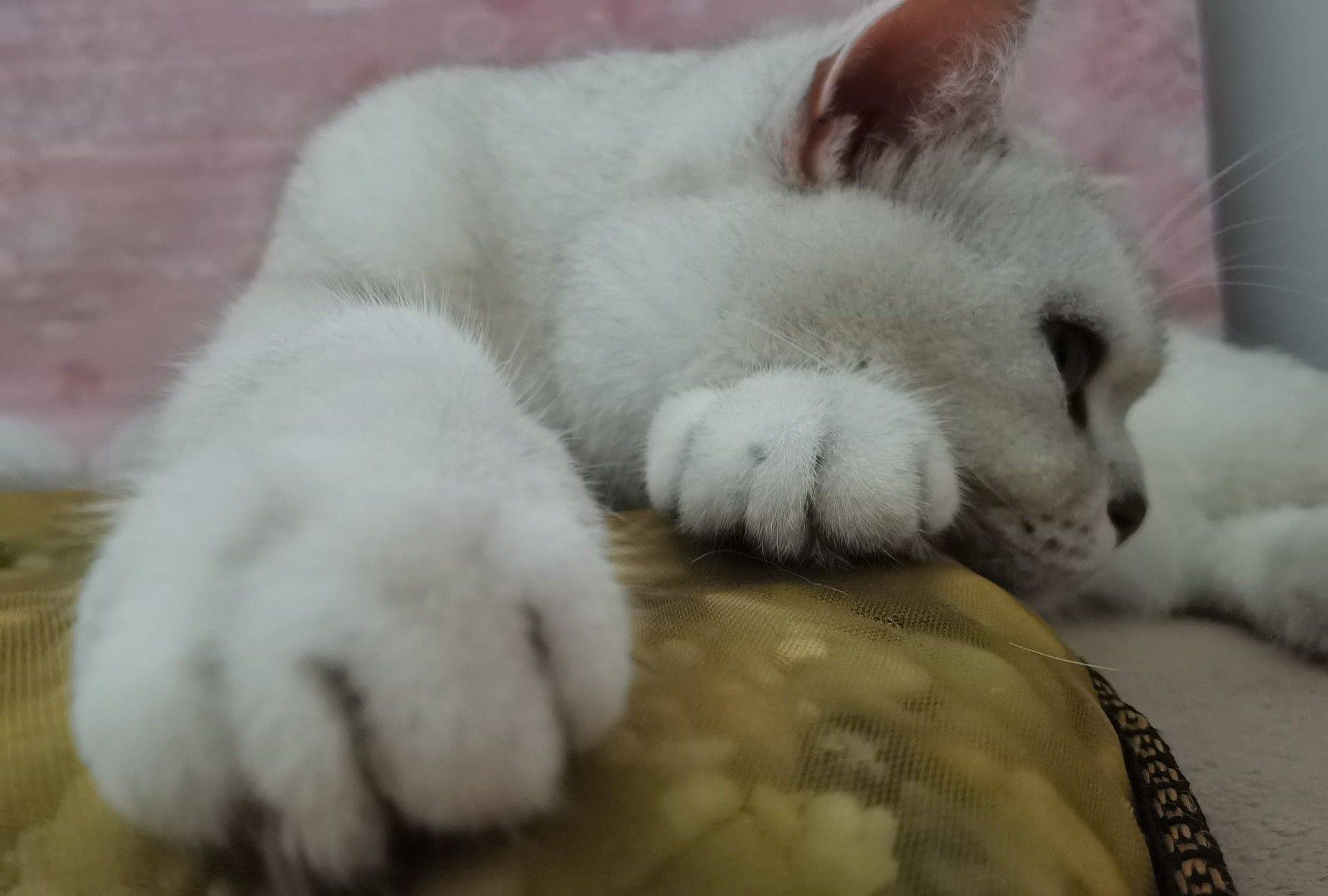 北京顺义，银渐层节育公猫，求包养！_3