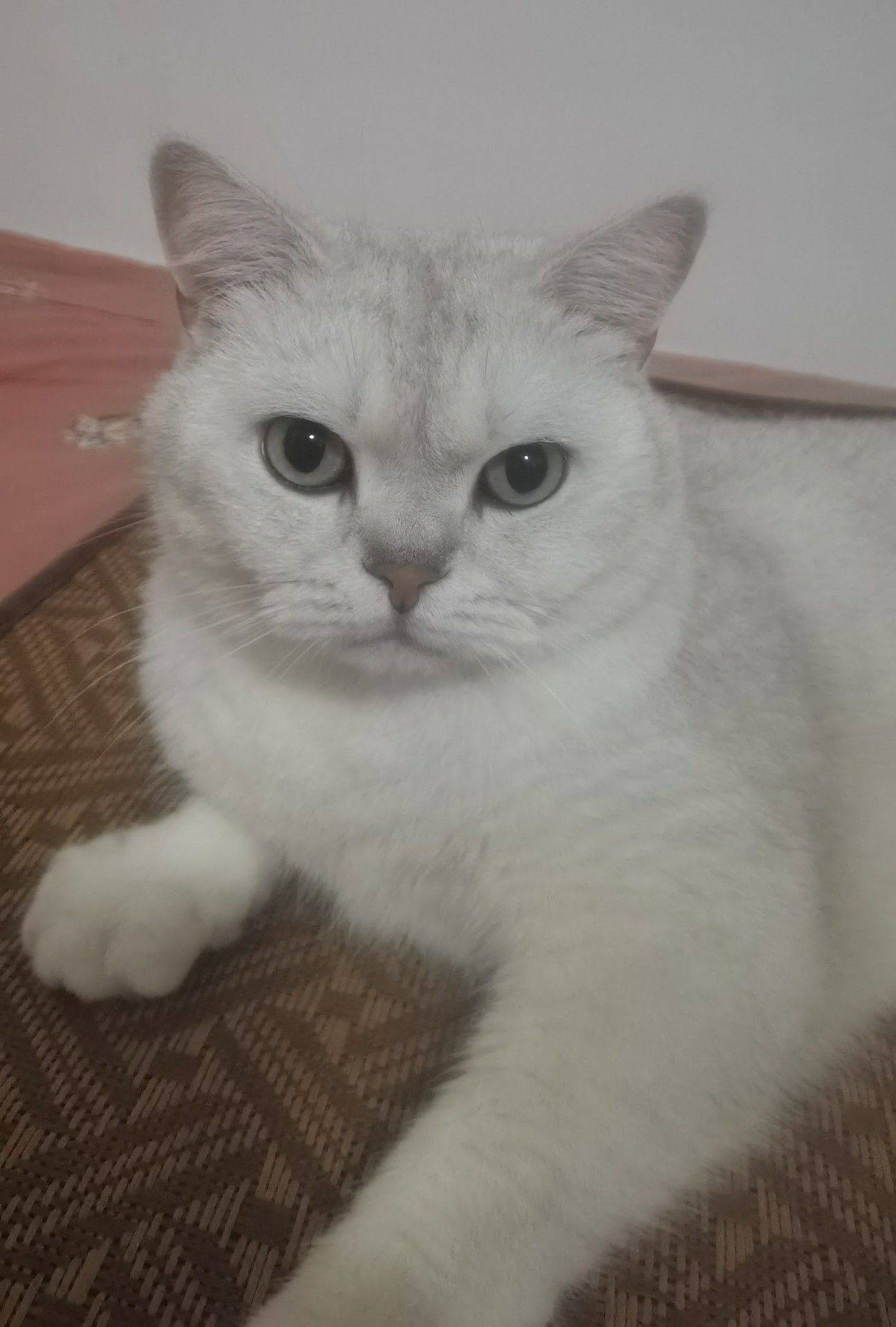 北京顺义，绝育公猫银渐层，求包养_1