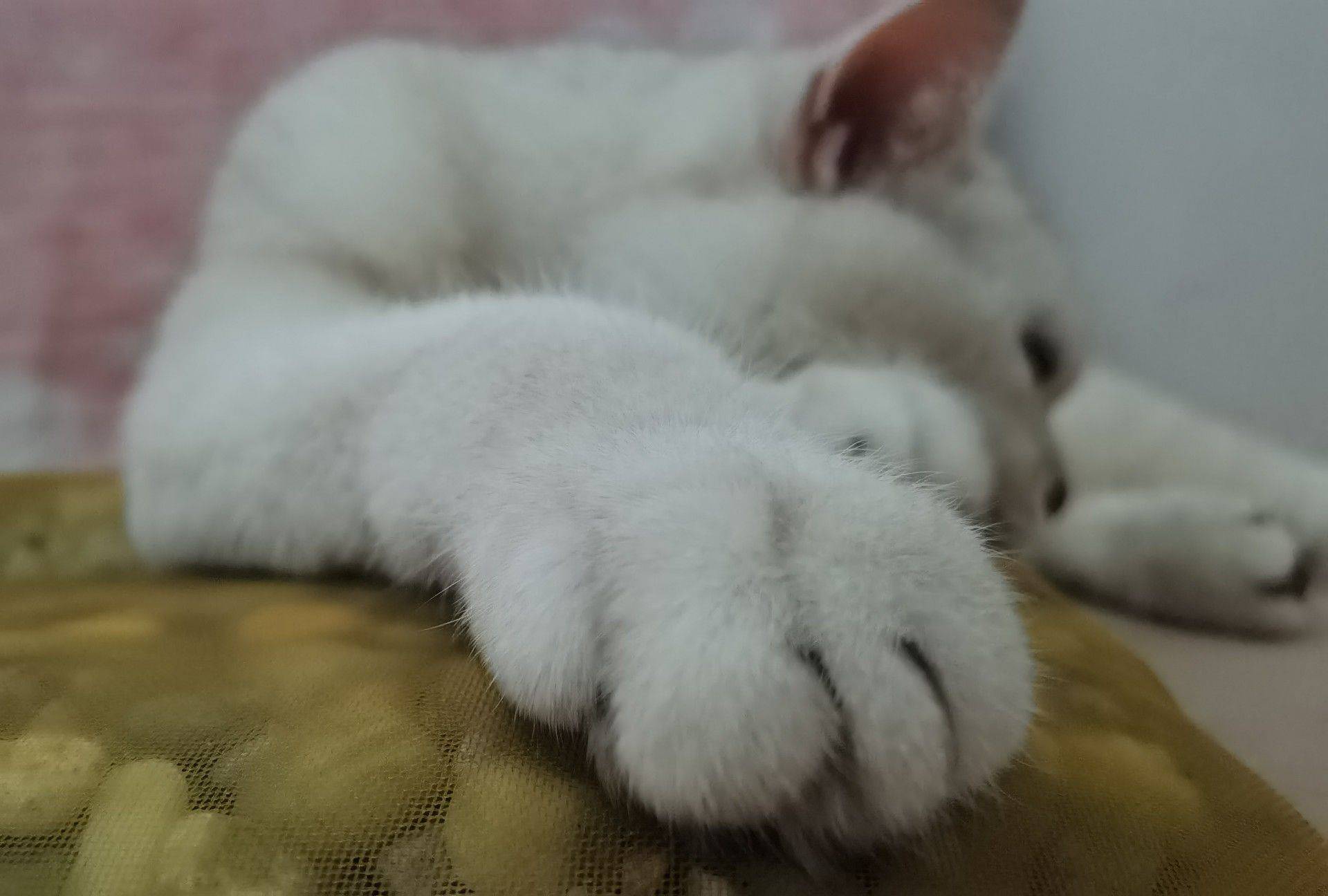 北京顺义，绝育公猫银渐层，求包养